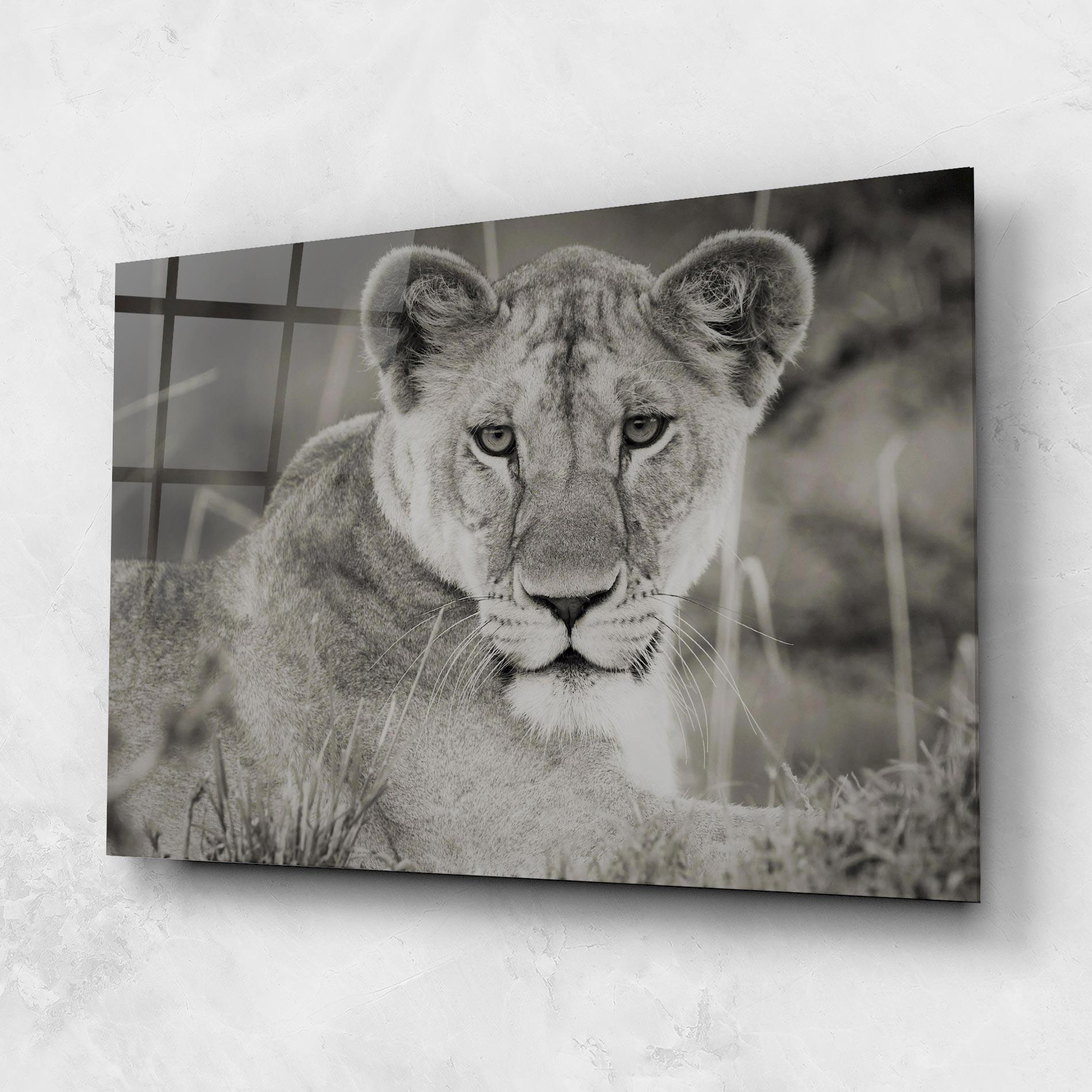 Tablou Sticla Grey Female Lion Looking mockup 1