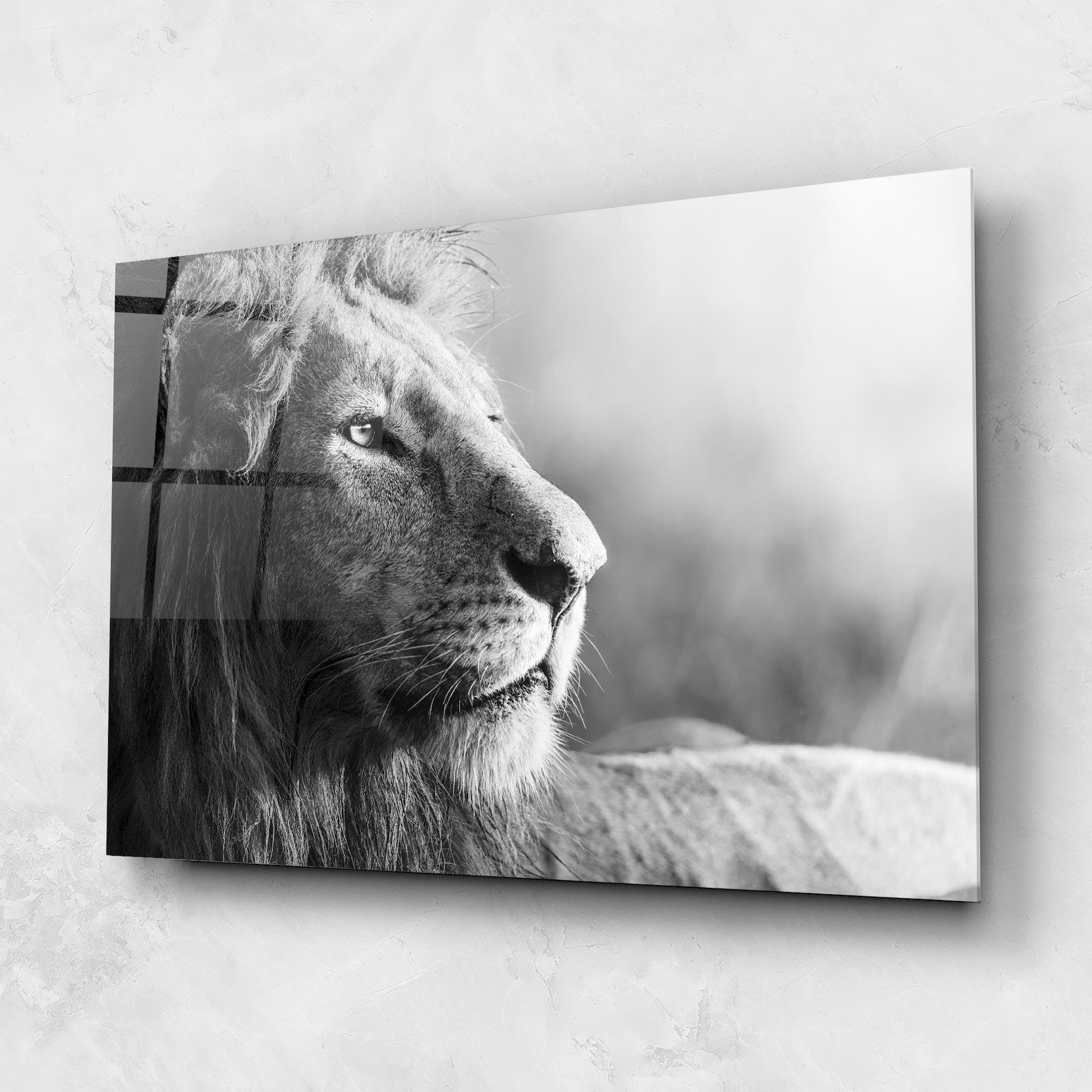 Tablou Sticla Grey Lion Head mockup 1
