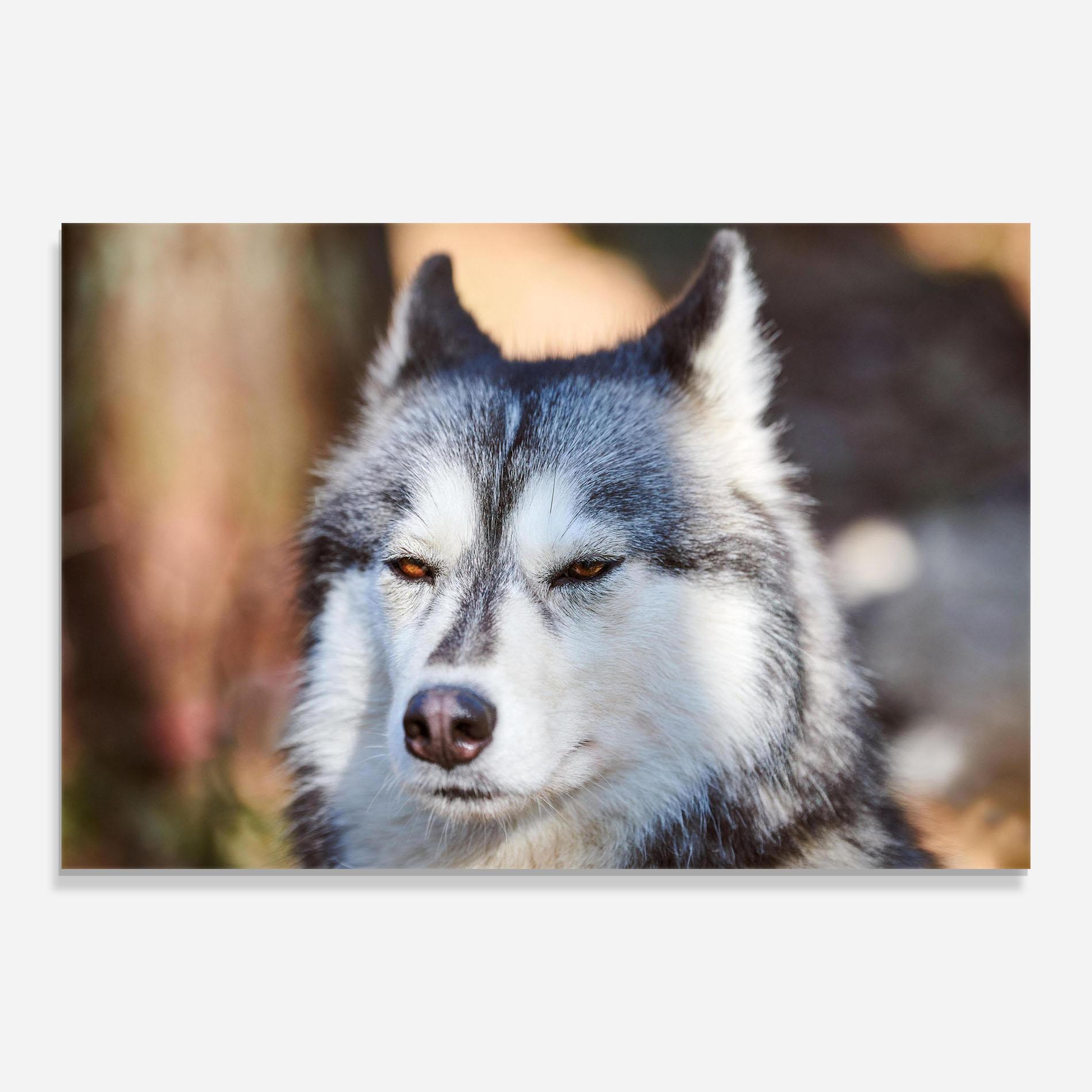 Tablou Sticla Annoyed Wolf mockup 0