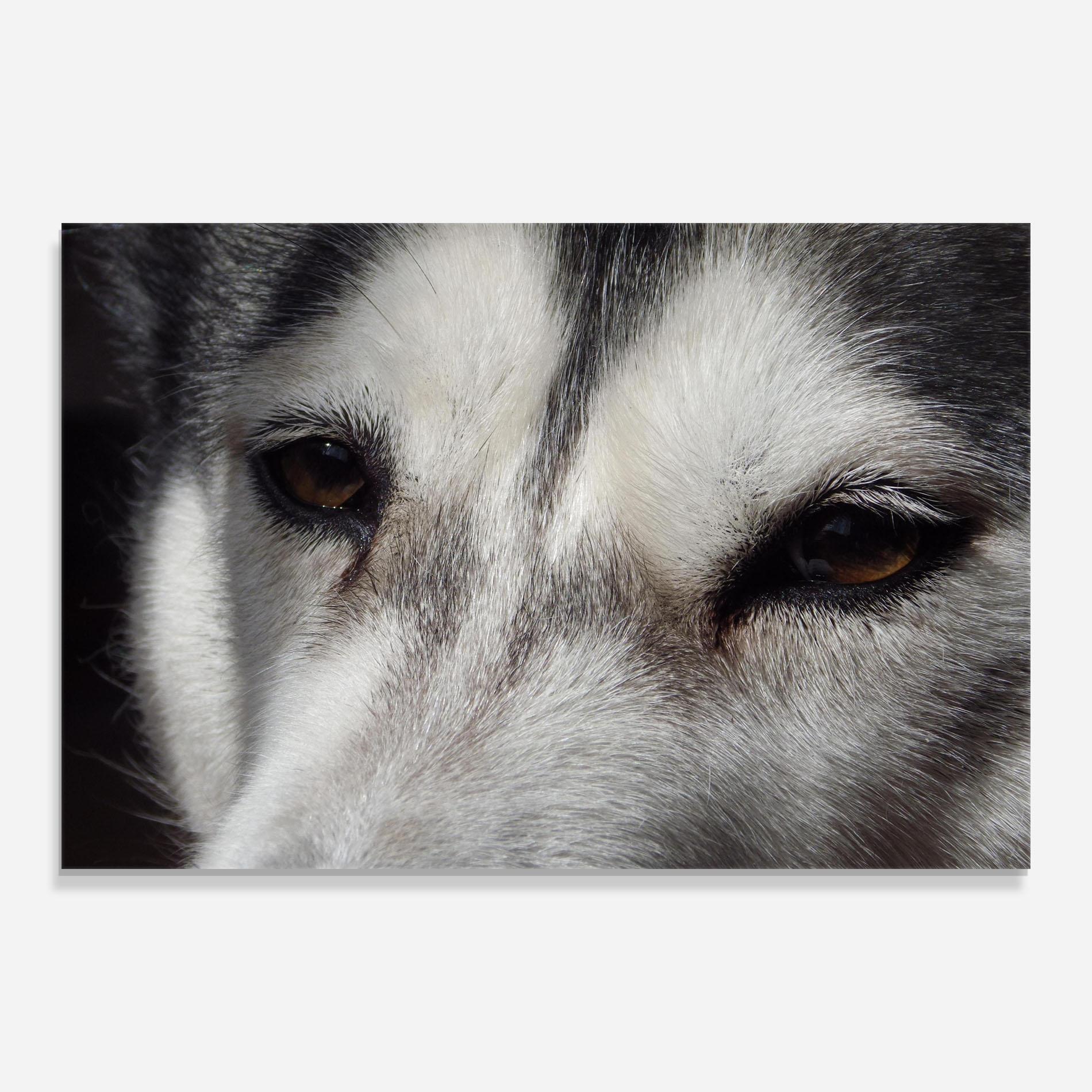 Tablou Sticla Close Up Wolf mockup 0