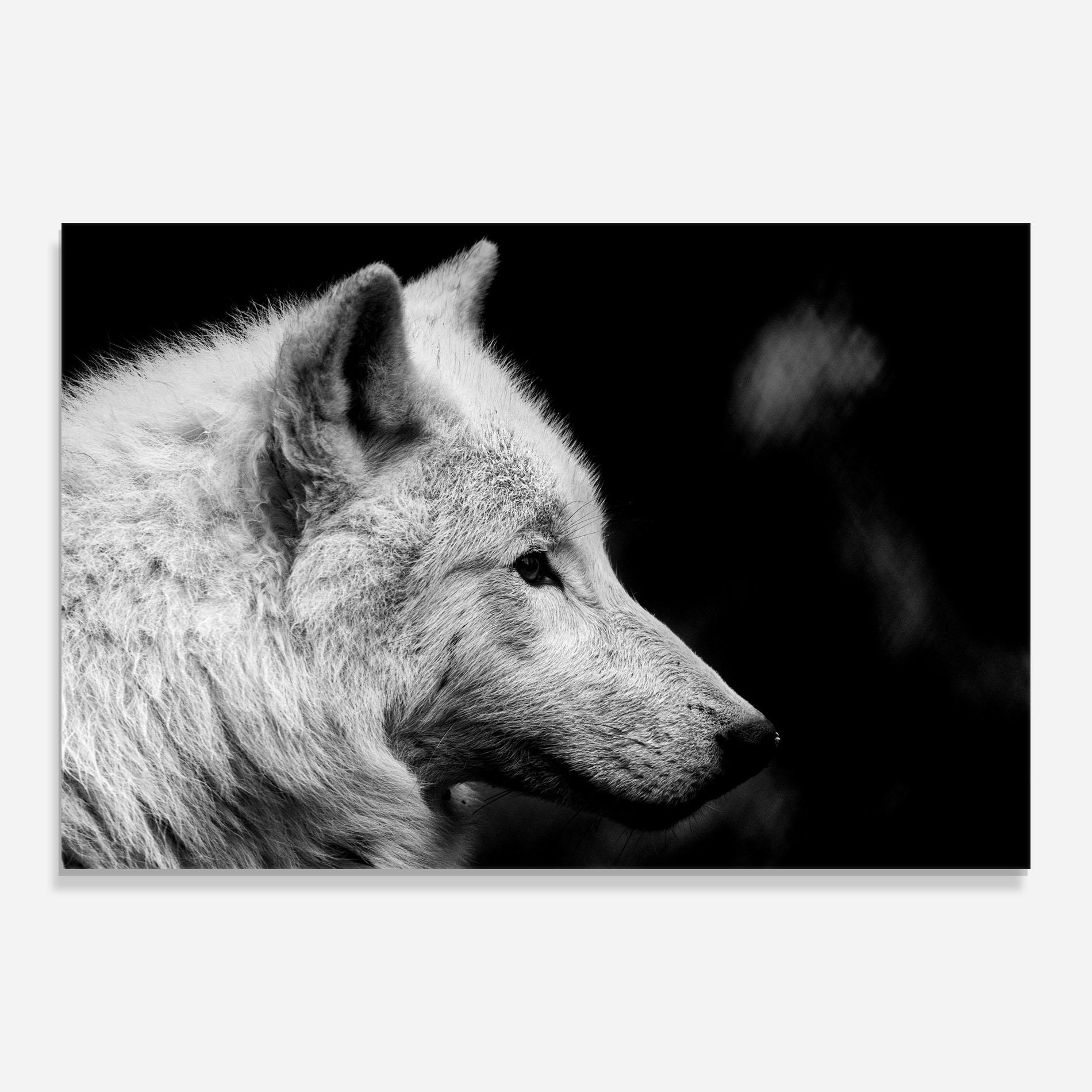 Tablou Sticla Grey Wolf mockup 0