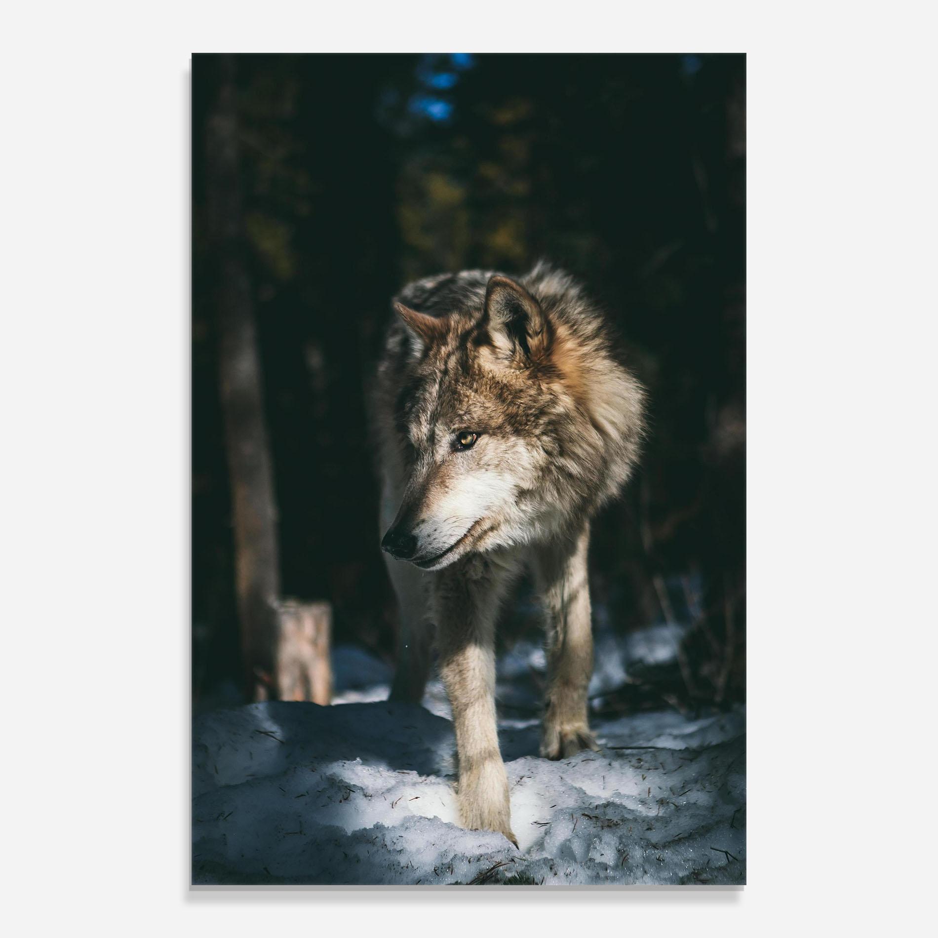 Tablou Sticla Forest Wolf mockup 0