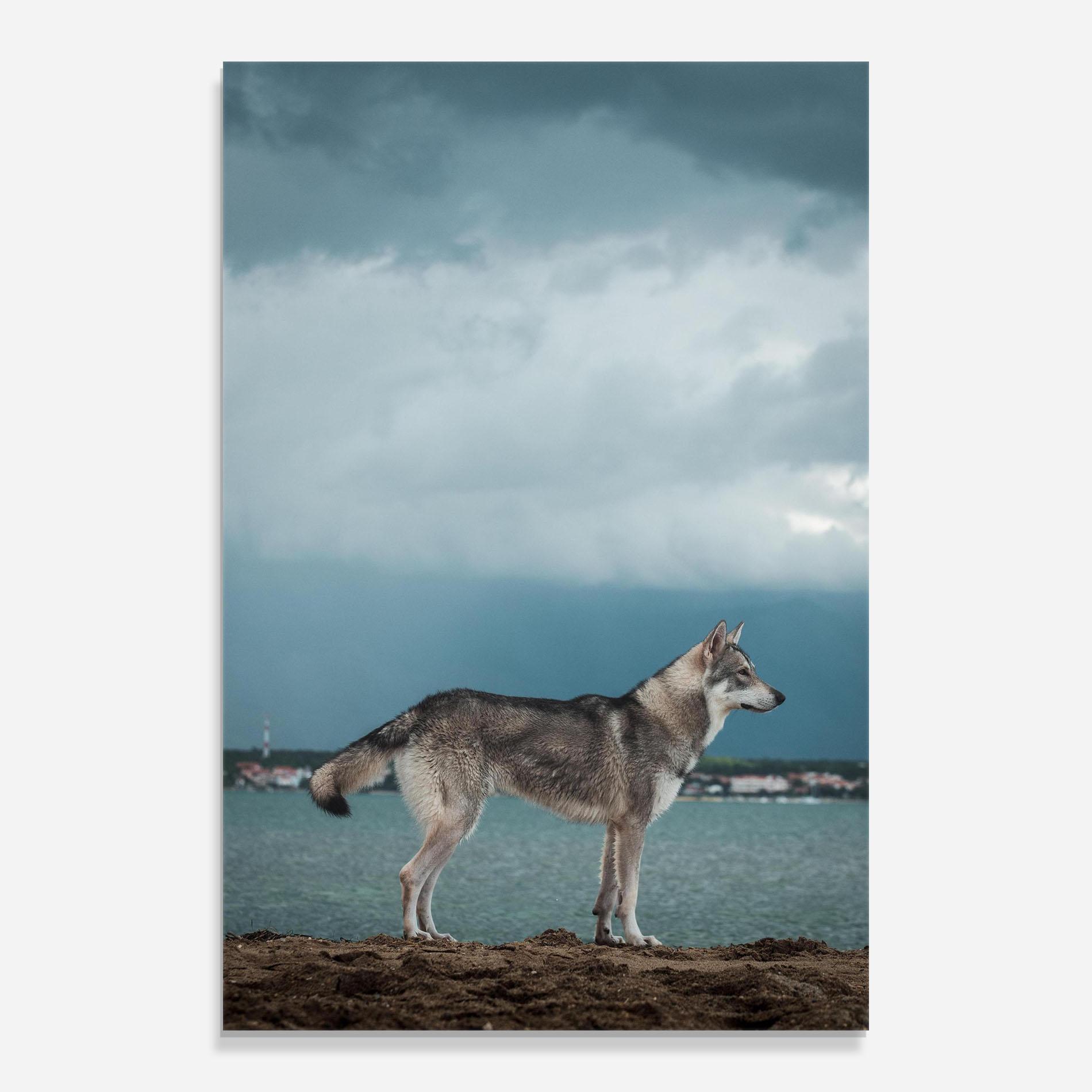Tablou Sticla Grey Wolf Looking mockup 0