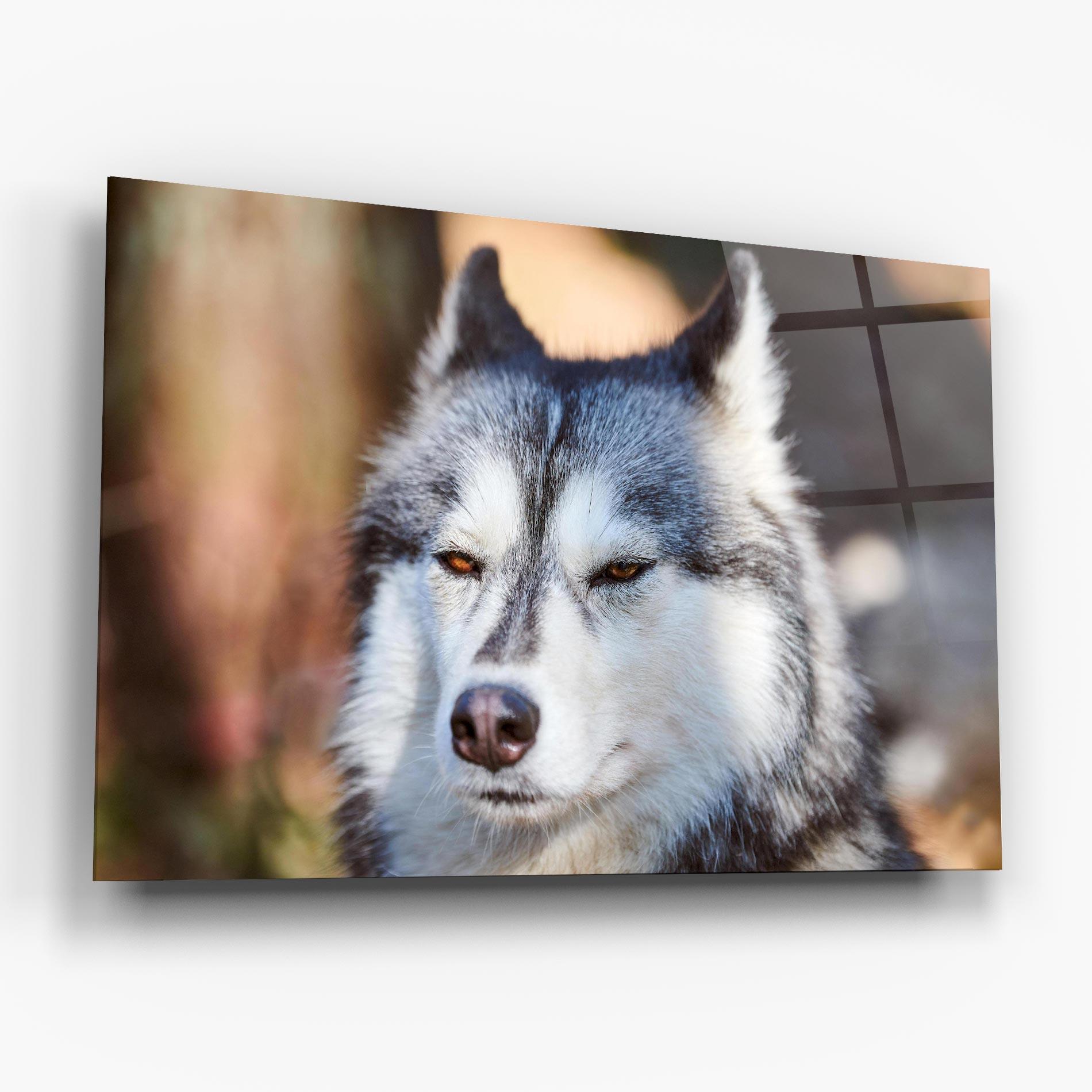 Tablou Sticla Annoyed Wolf mockup 6
