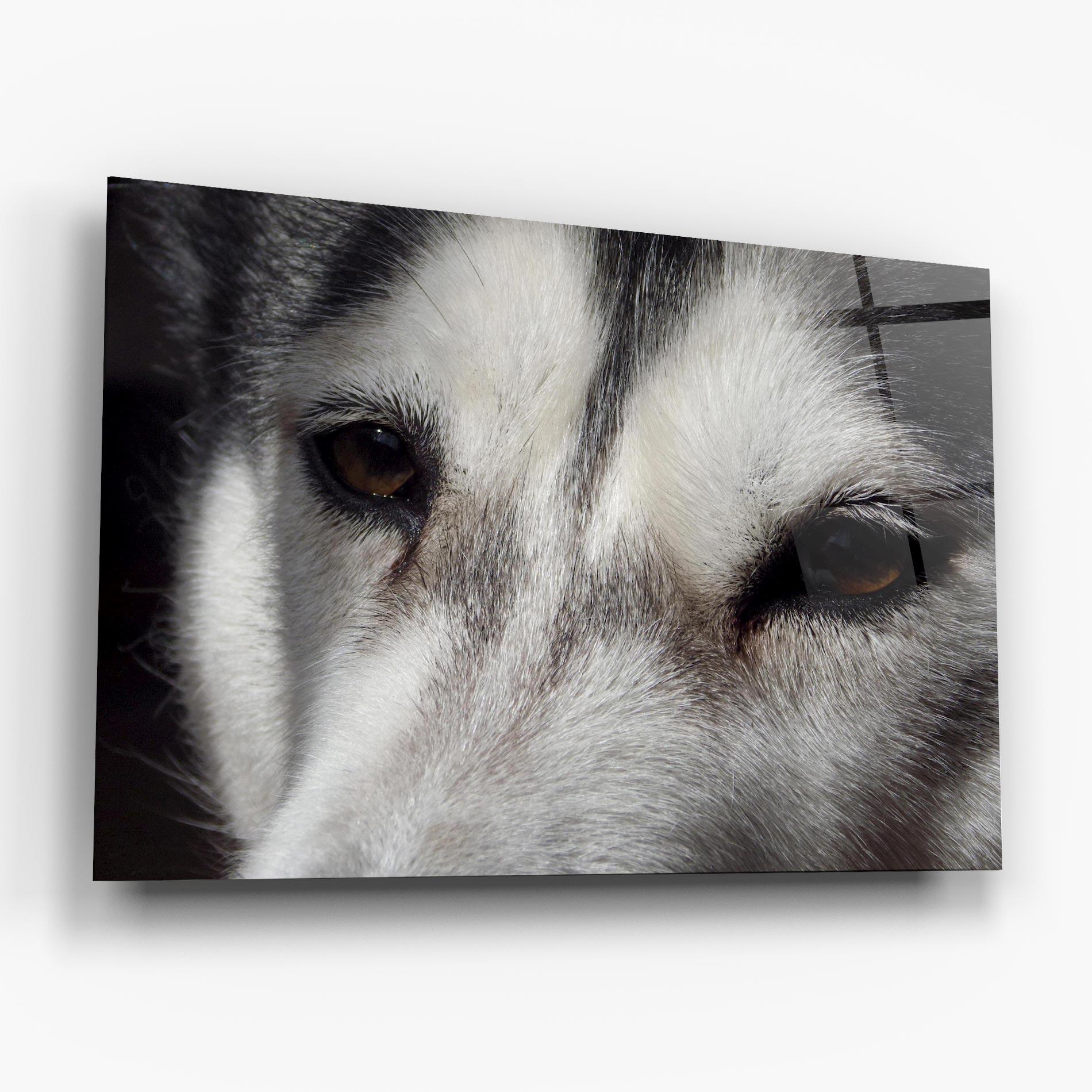 Tablou Sticla Close Up Wolf mockup 6