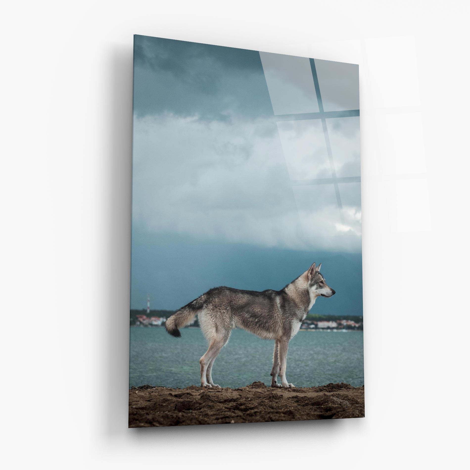 Tablou Sticla Grey Wolf Looking mockup 6