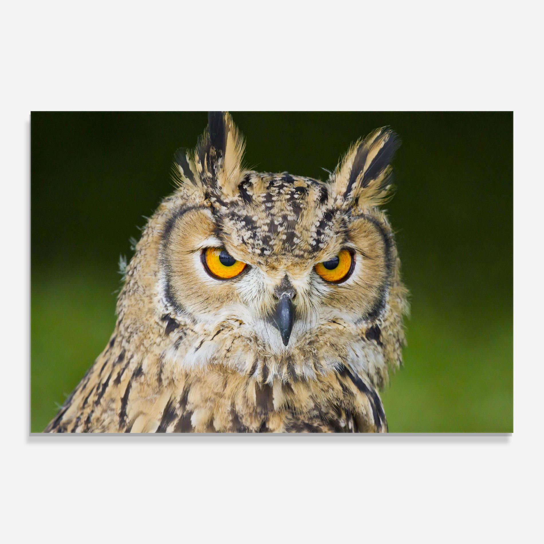 Tablou Sticla Angry Owl mockup 0
