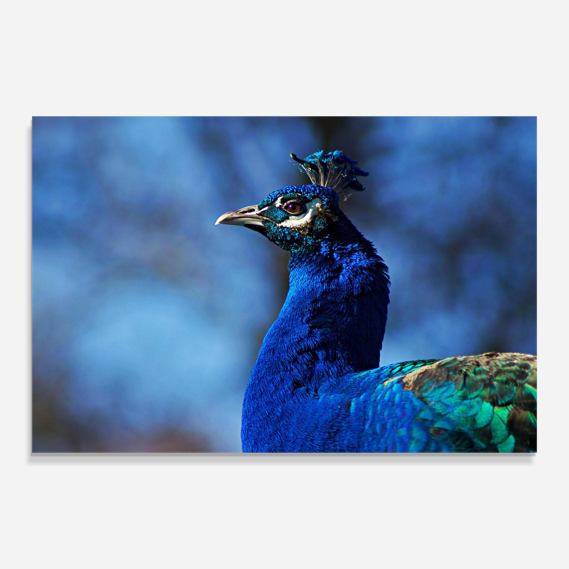 Tablou Sticla Blue Bird mockup 0