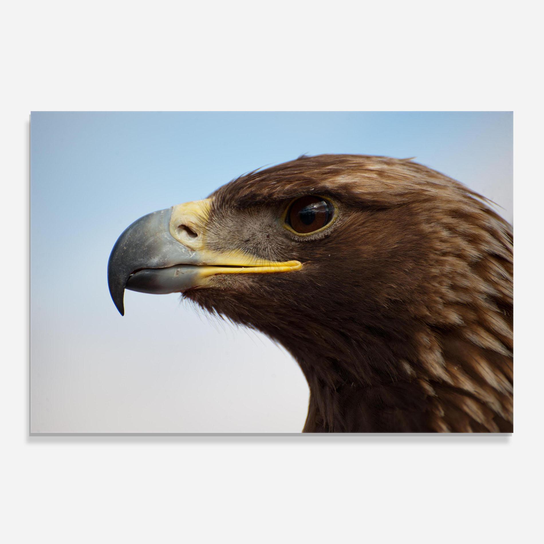Tablou Sticla Brown Head Eagle mockup 0