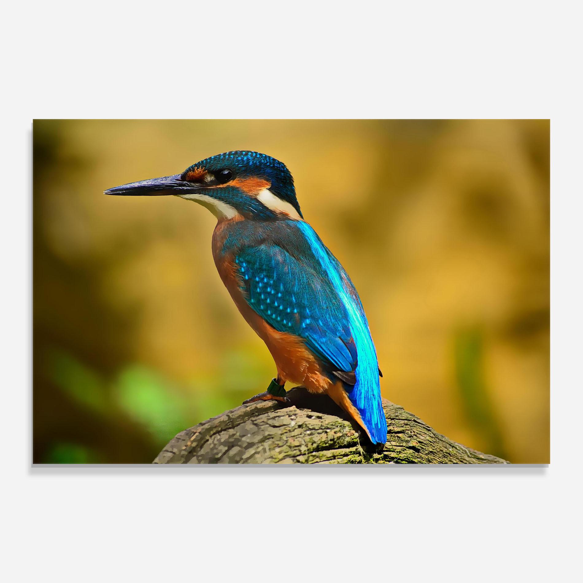 Tablou Sticla Cute Blue Bird mockup 0