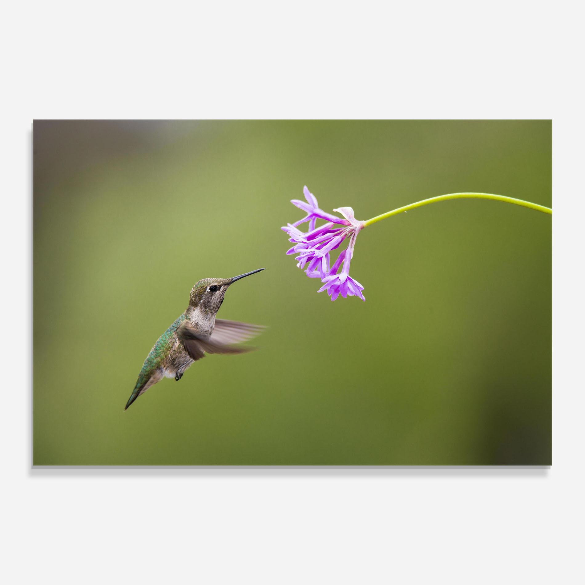 Tablou Sticla Cute Hummingbird mockup 0