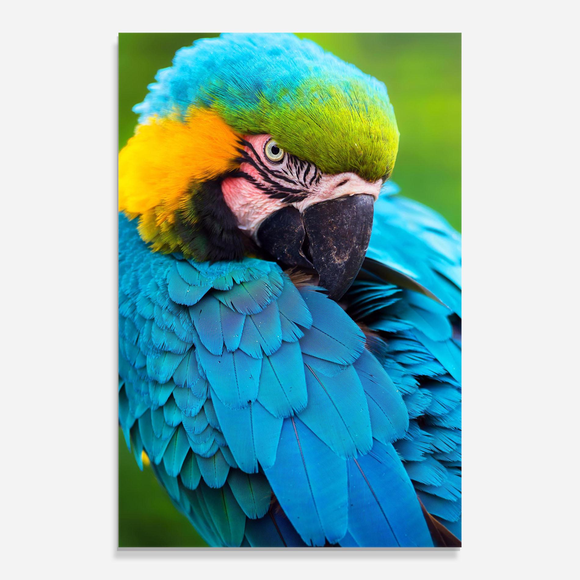 Tablou Sticla Blue Parrot mockup 0