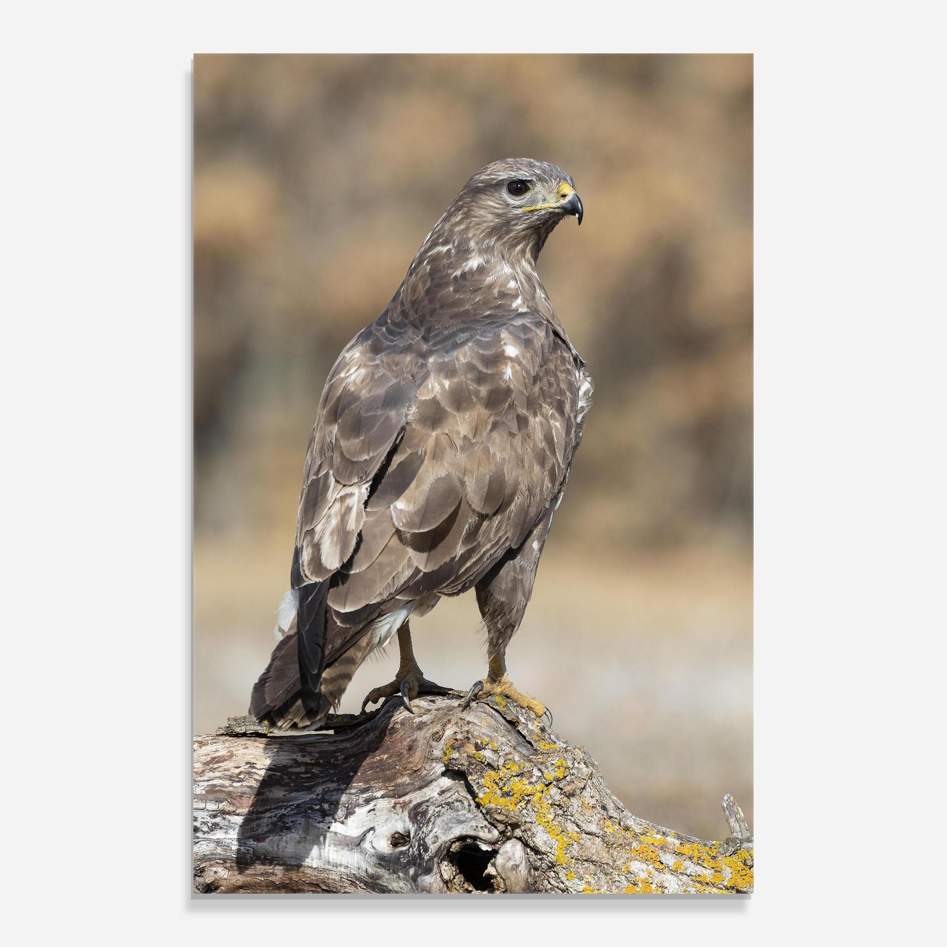 Tablou Sticla Eagle Nature mockup 0