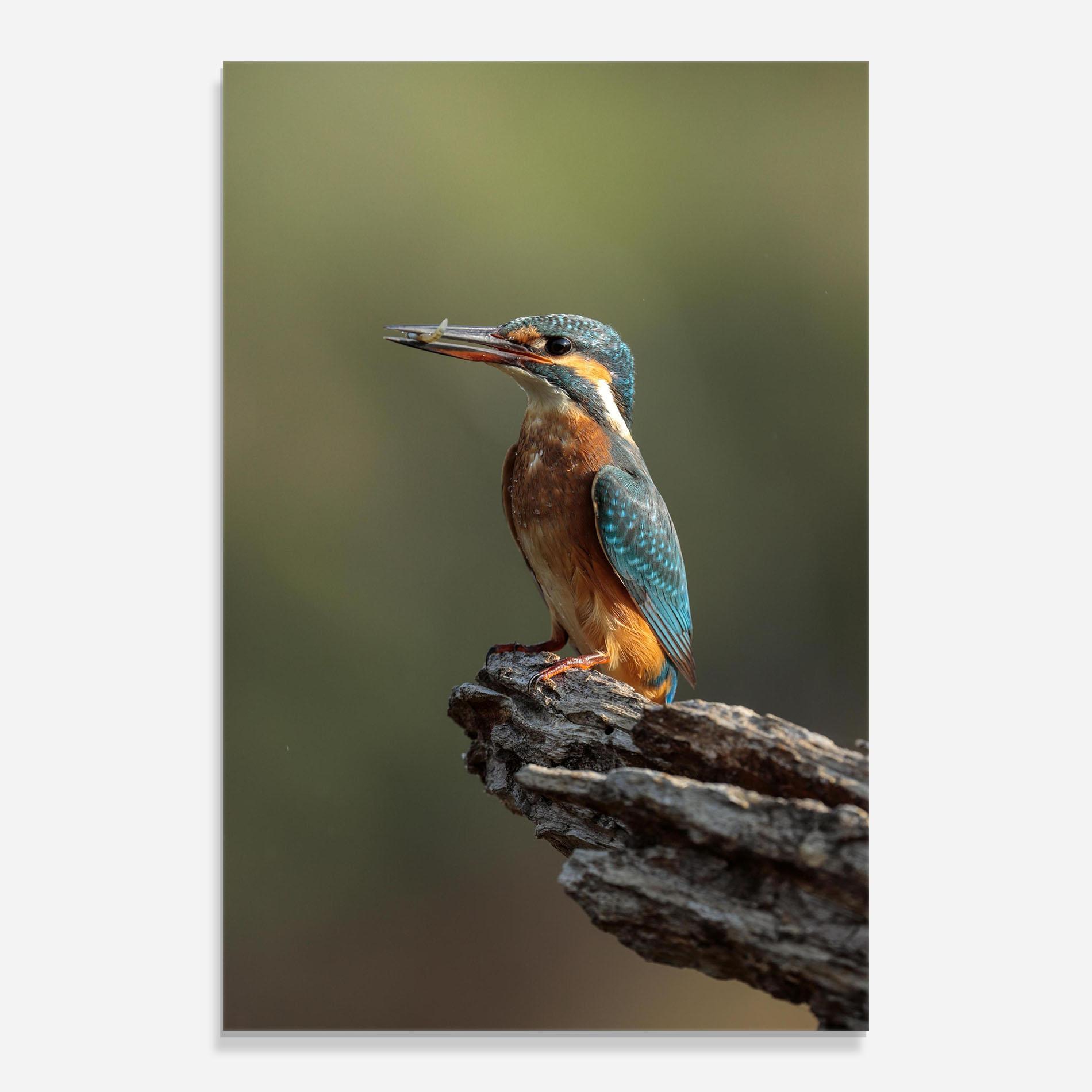 Tablou Sticla Female Kingfisher mockup 0