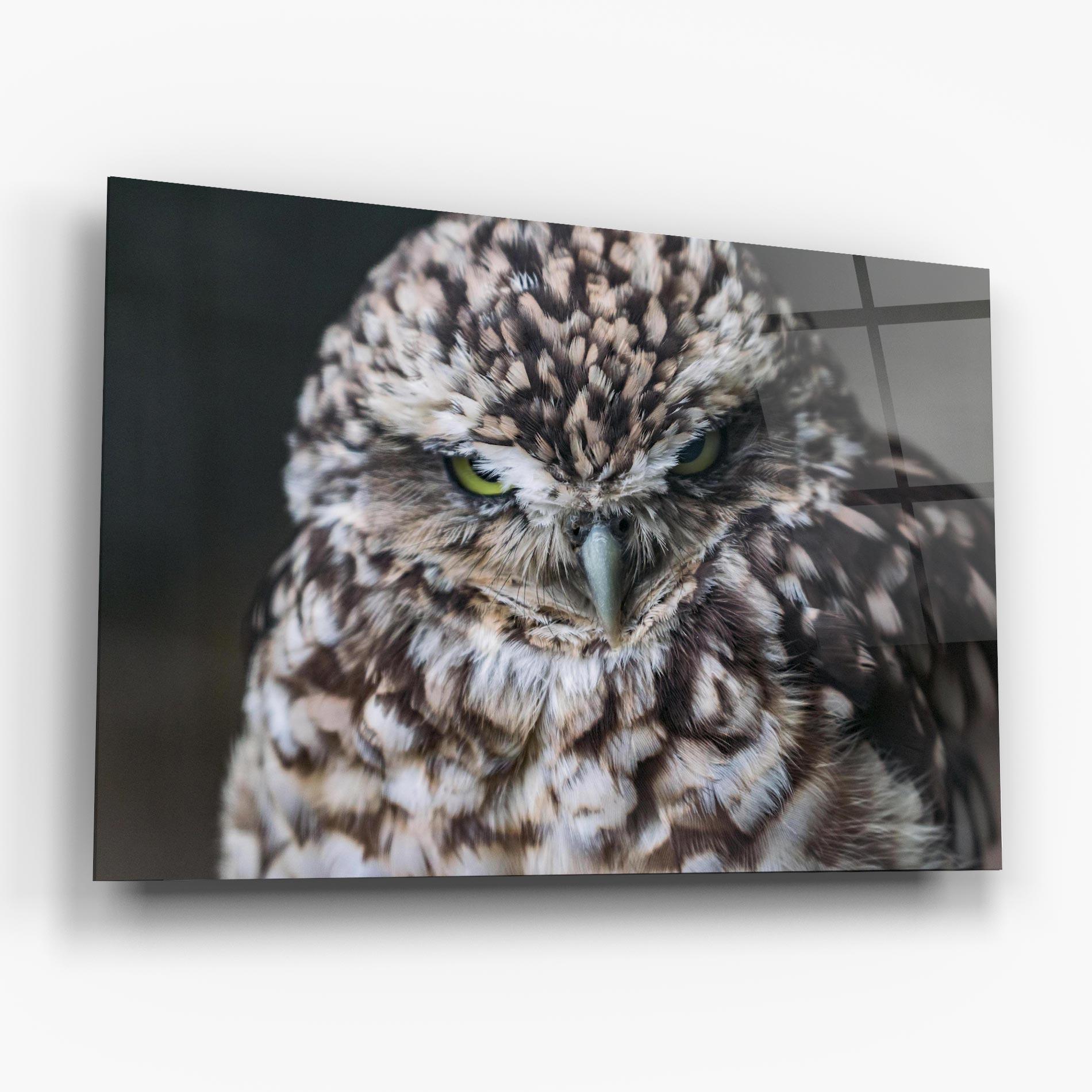 Tablou Sticla Angry Little Owl mockup 6