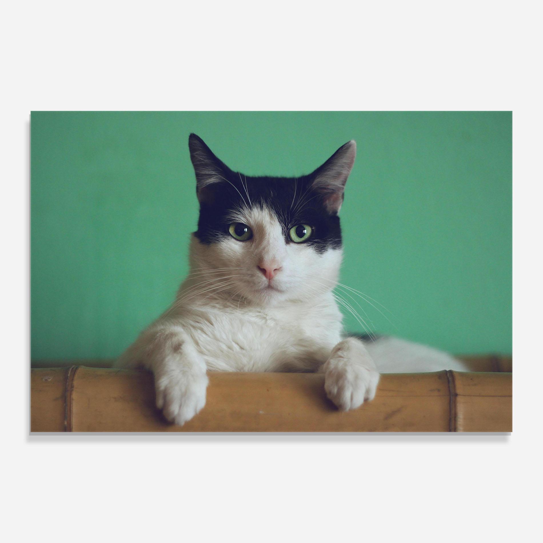 Tablou Sticla Black White Cat mockup 0