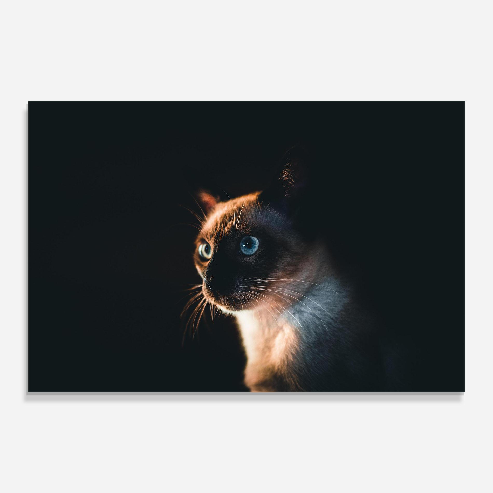 Tablou Sticla Blue Eyes Cat In Dark mockup 0