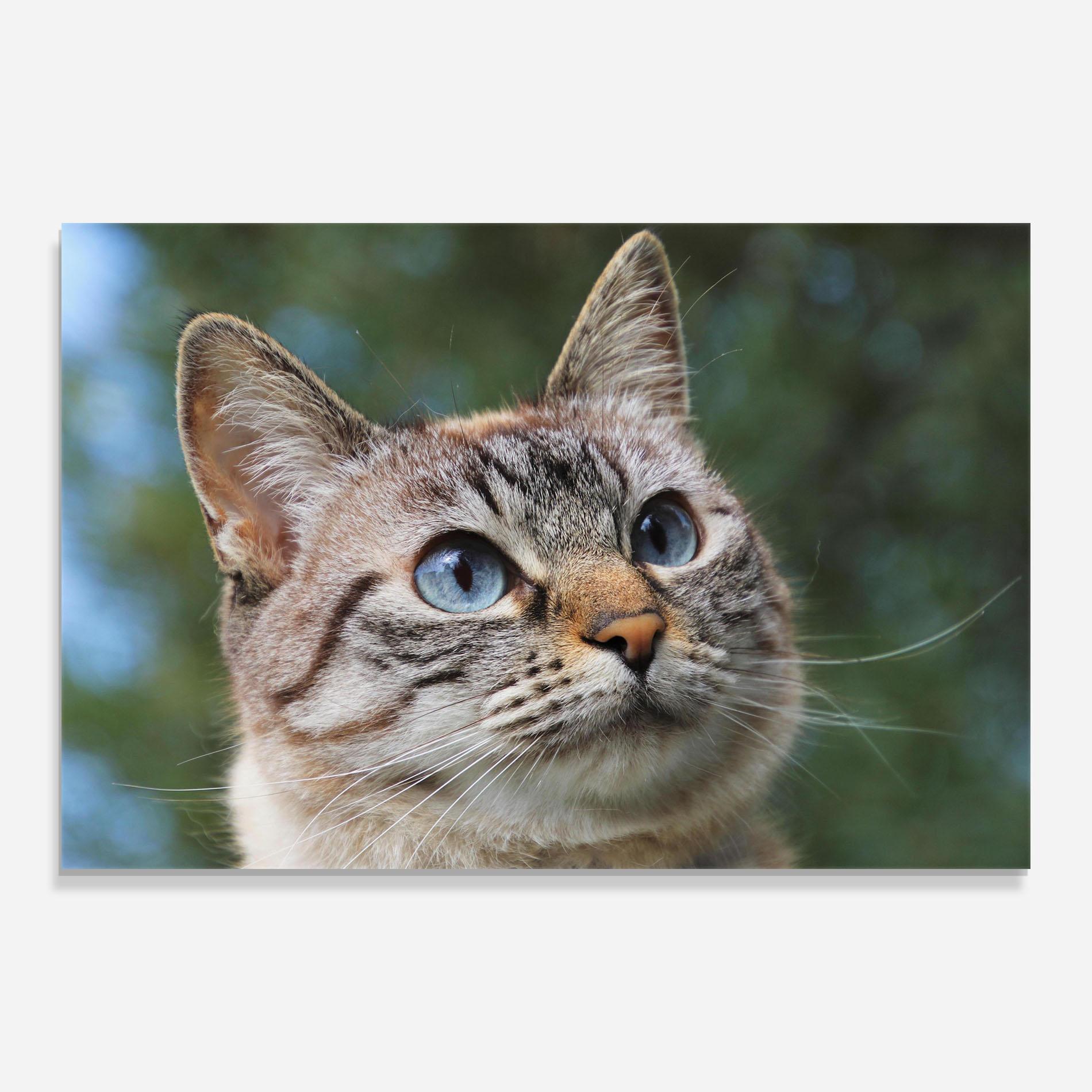 Tablou Sticla Blue Eyes Cutie mockup 0