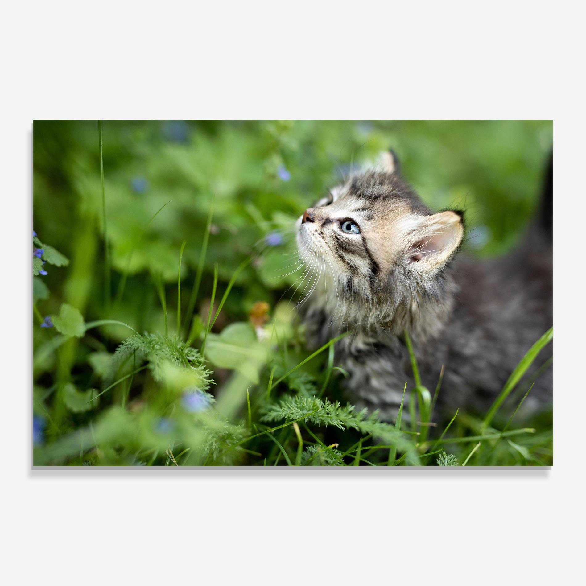 Tablou Sticla Brown Baby Cat mockup 0