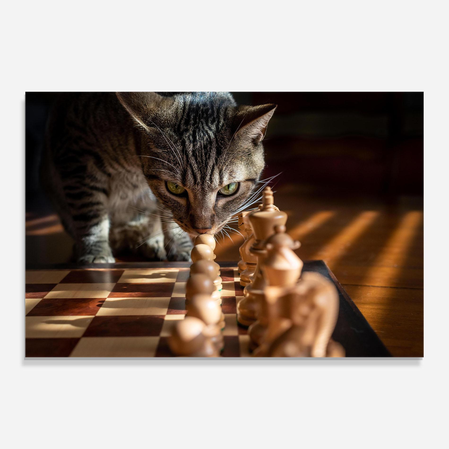 Tablou Sticla Chess Cat mockup 0