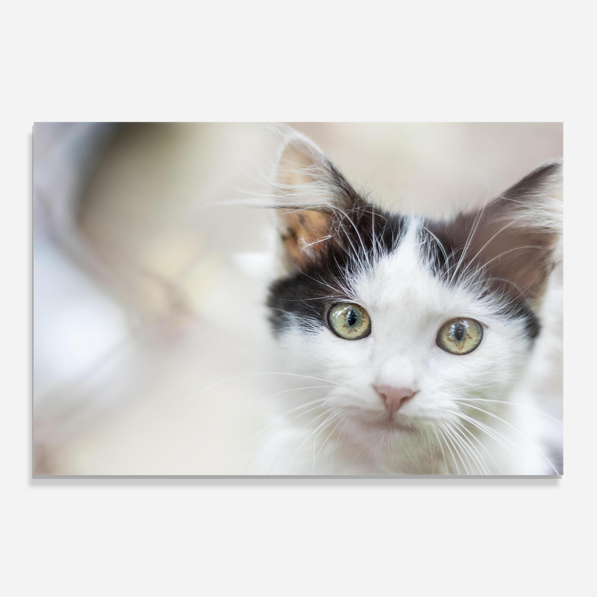 Tablou Sticla Cutie Cat mockup 0