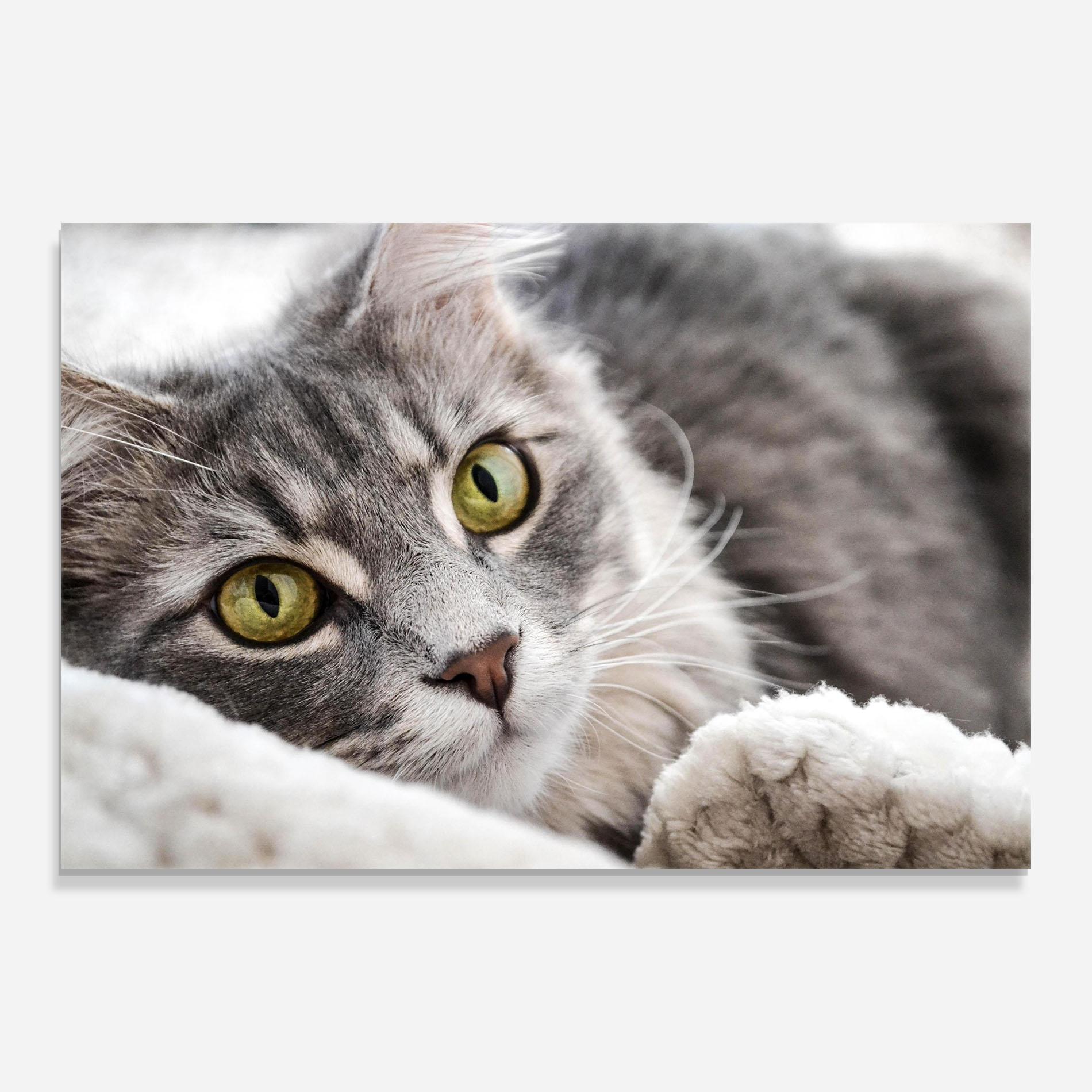 Tablou Sticla Grey Fluffy Cat mockup 0