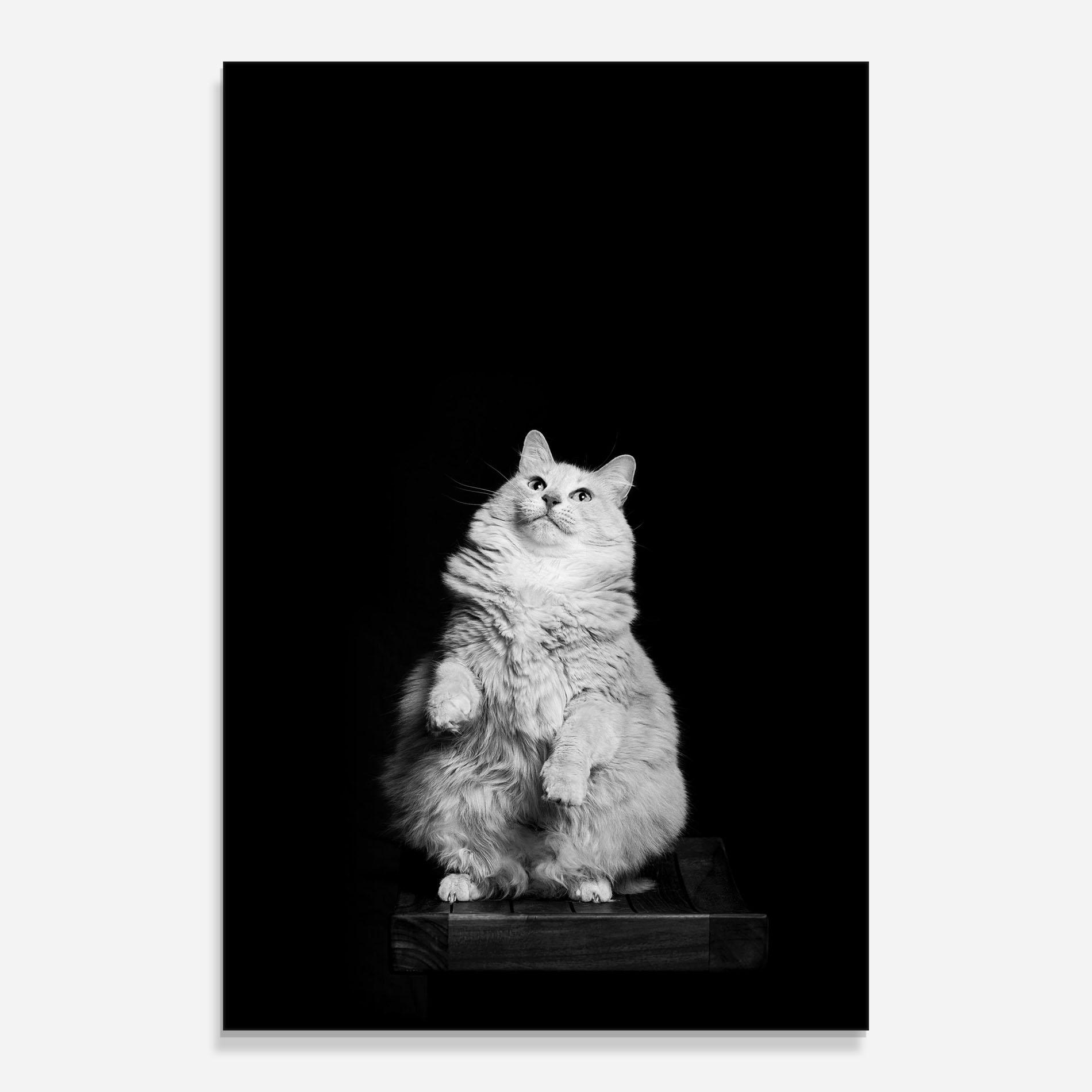 Tablou Sticla Big Fluffy Cat mockup 0