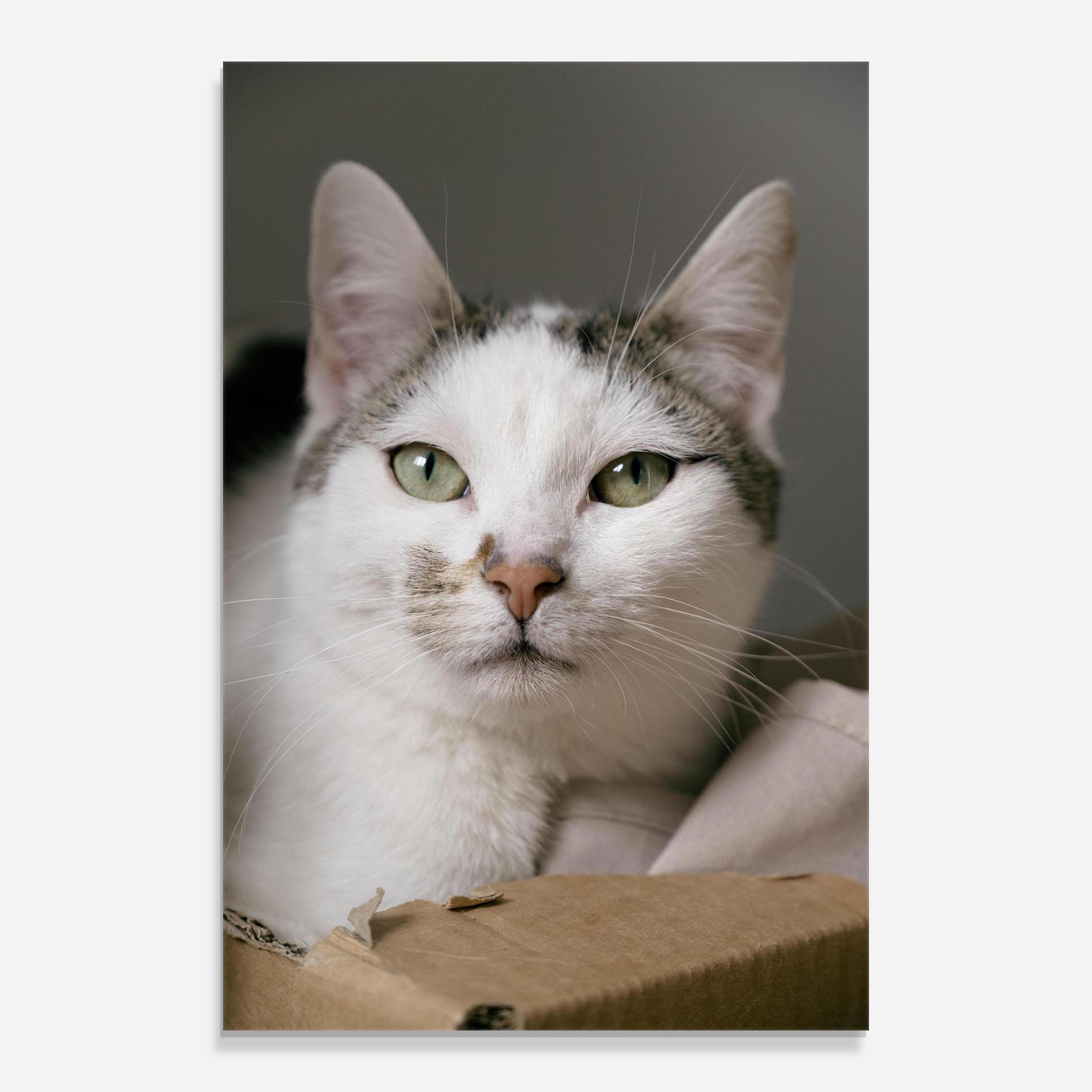 Tablou Sticla Big Sleepy Cat mockup 0