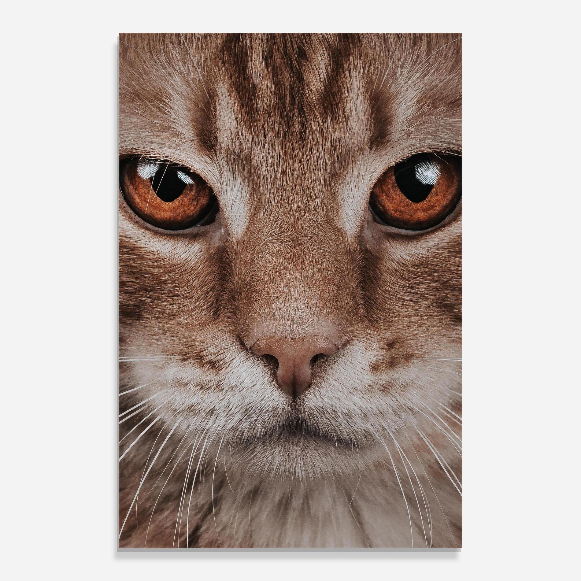 Tablou Sticla Fire Eyes Cat mockup 0