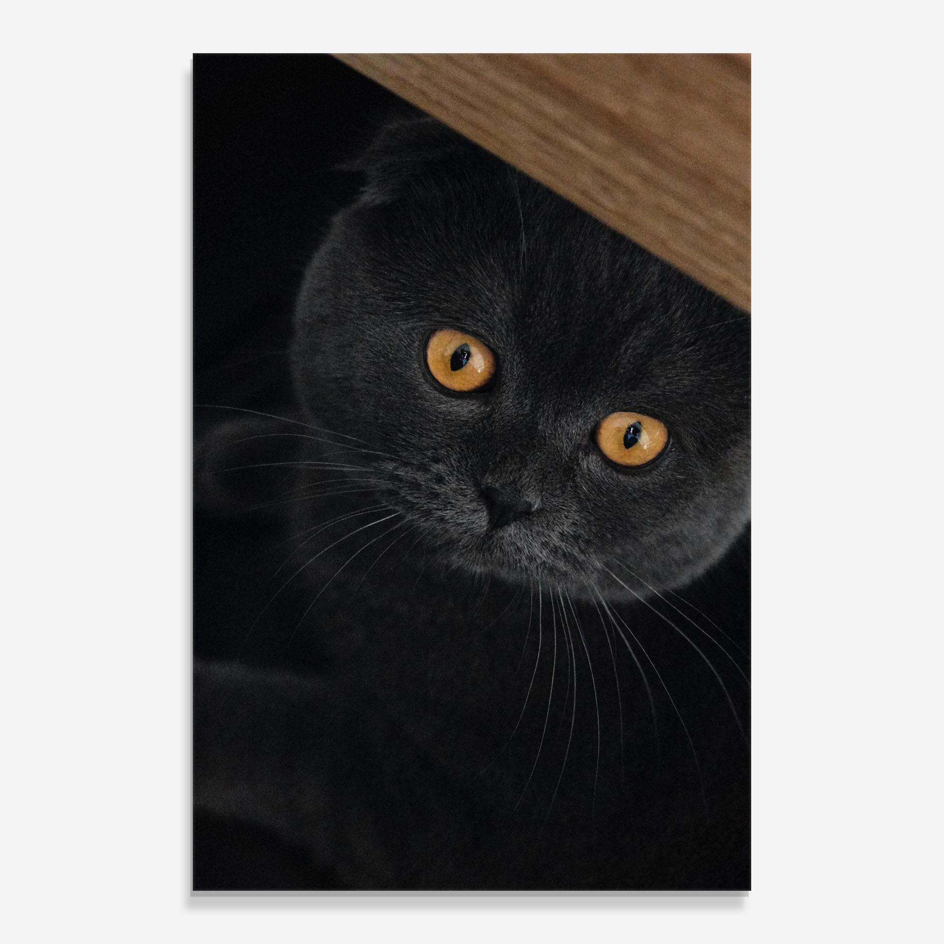 Tablou Sticla Grey Cat With Orange Eyes mockup 0