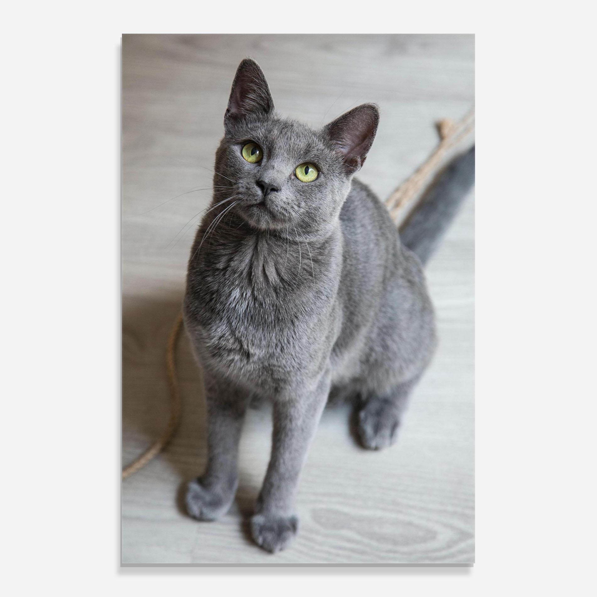 Tablou Sticla Grey Green Cat Eyes mockup 0