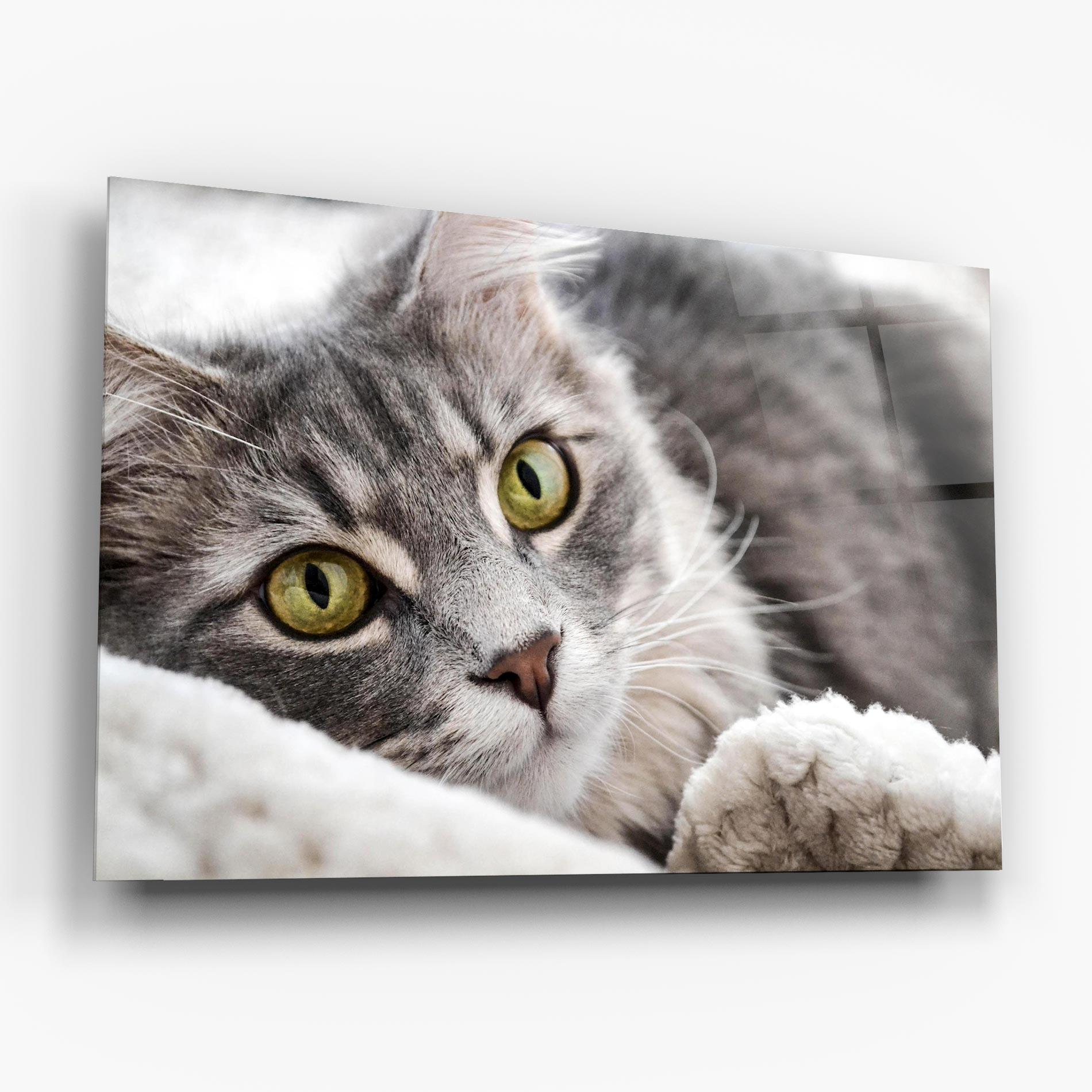 Tablou Sticla Grey Fluffy Cat mockup 6