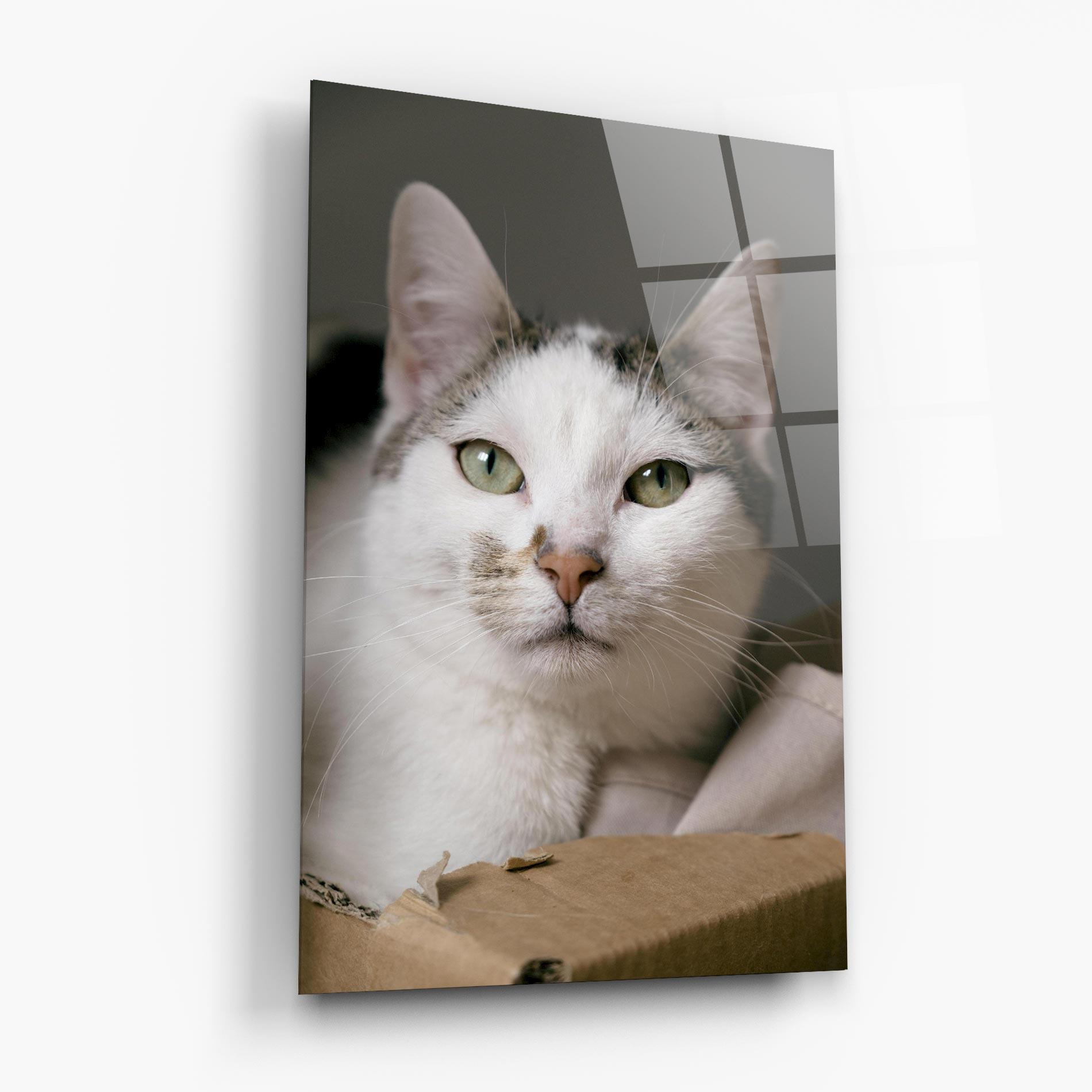 Tablou Sticla Big Sleepy Cat mockup 6