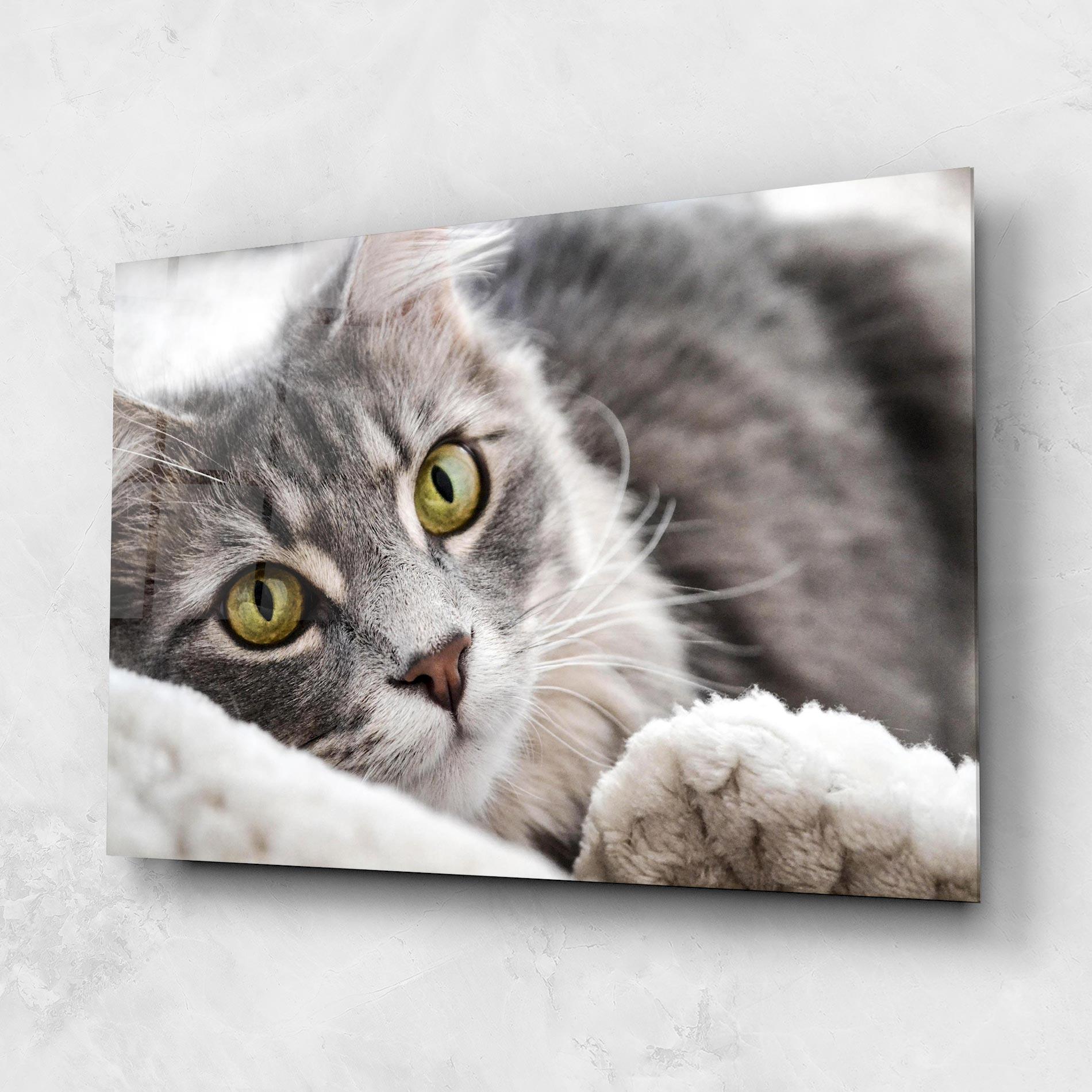 Tablou Sticla Grey Fluffy Cat mockup 1