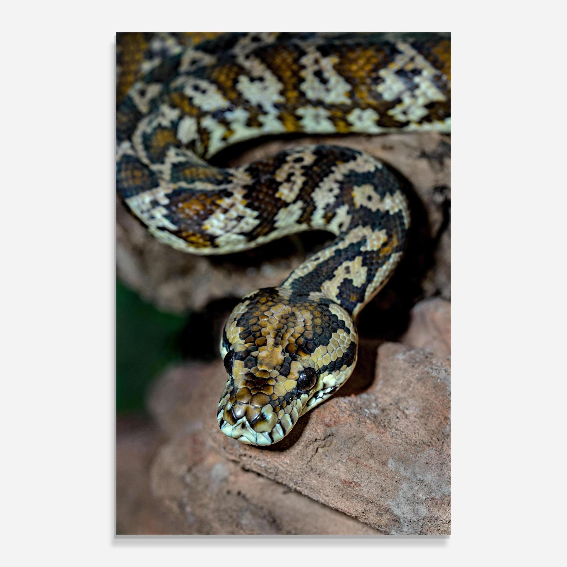 Tablou Sticla King Snake mockup 0