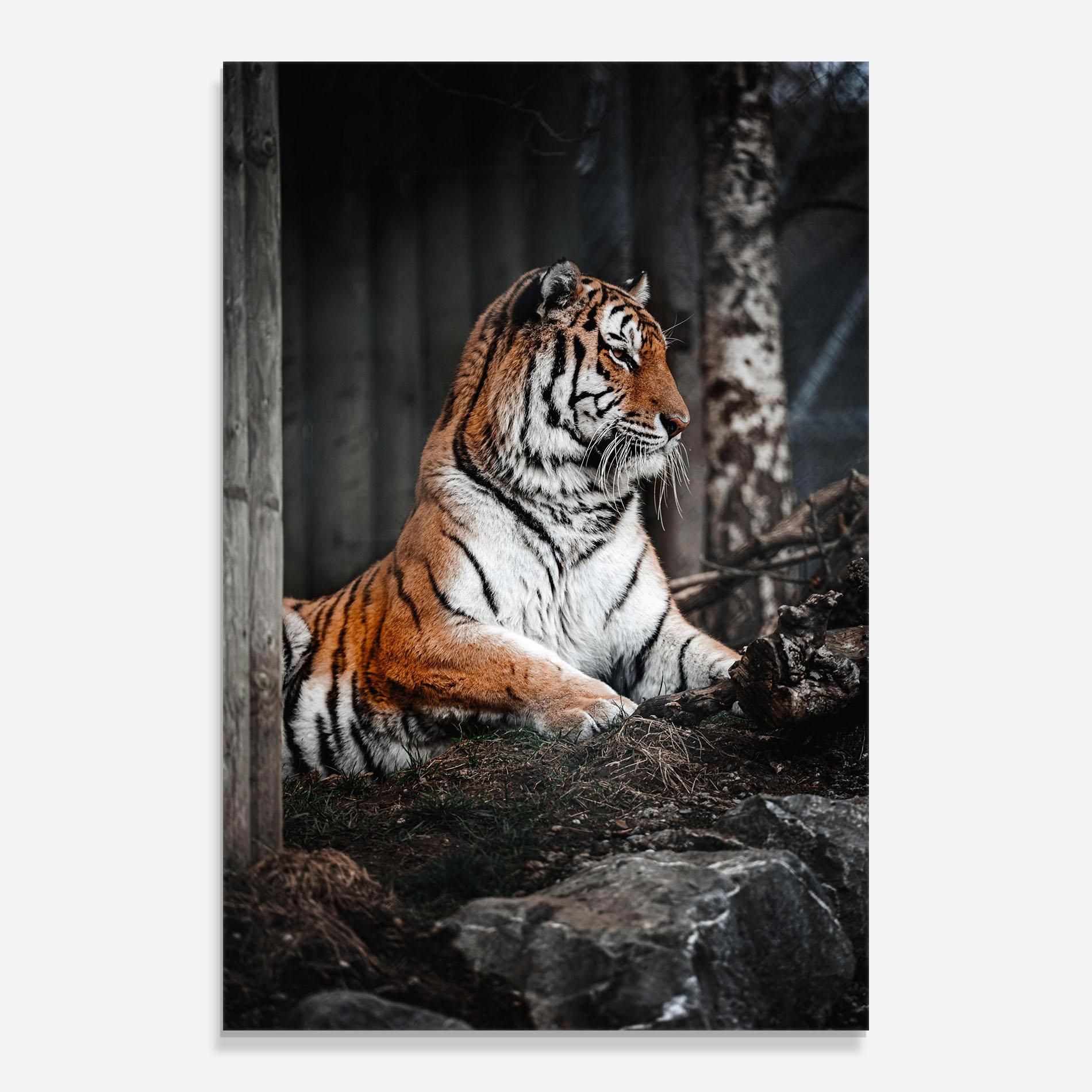 Tablou Sticla Forest Tiger mockup 0