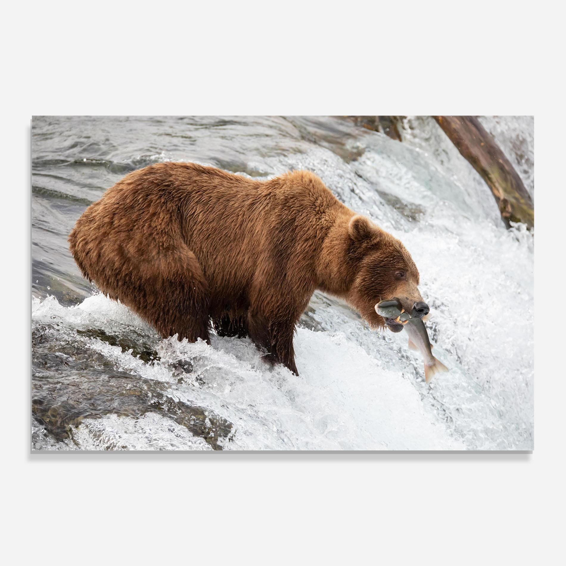 Tablou Sticla Bear Hunting mockup 0