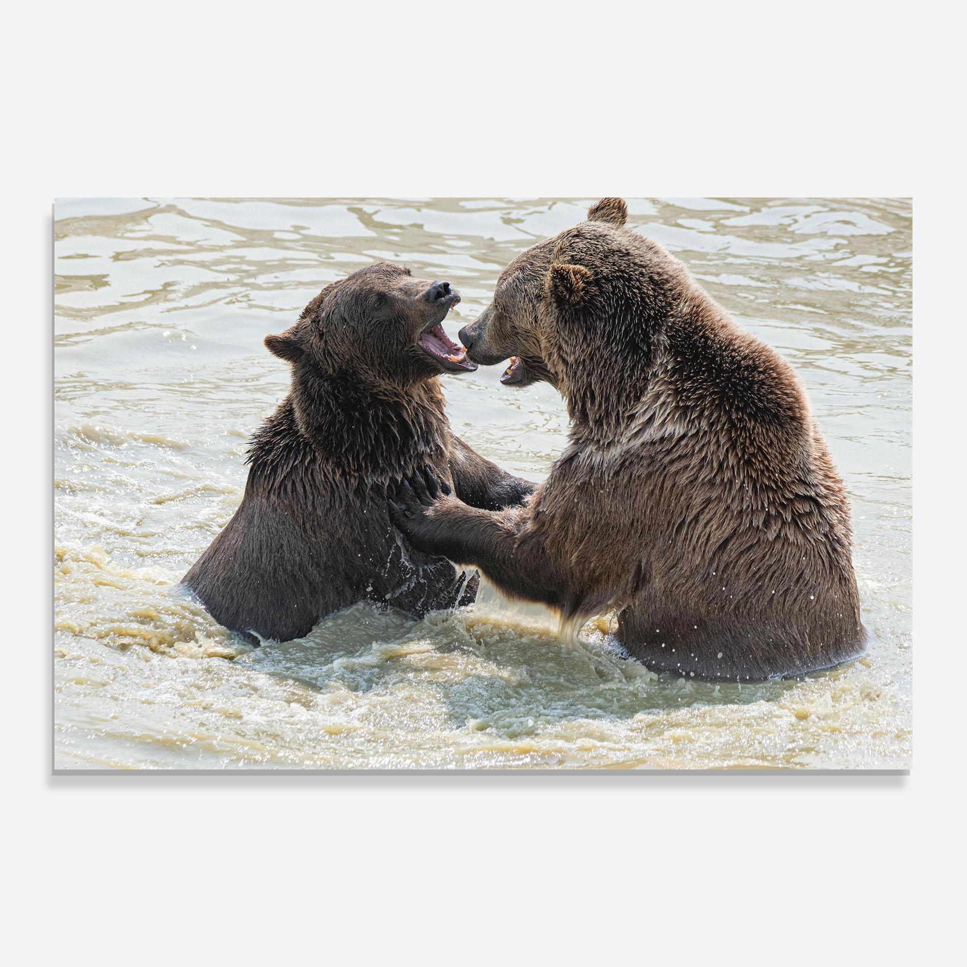 Tablou Sticla Bears Fighting mockup 0
