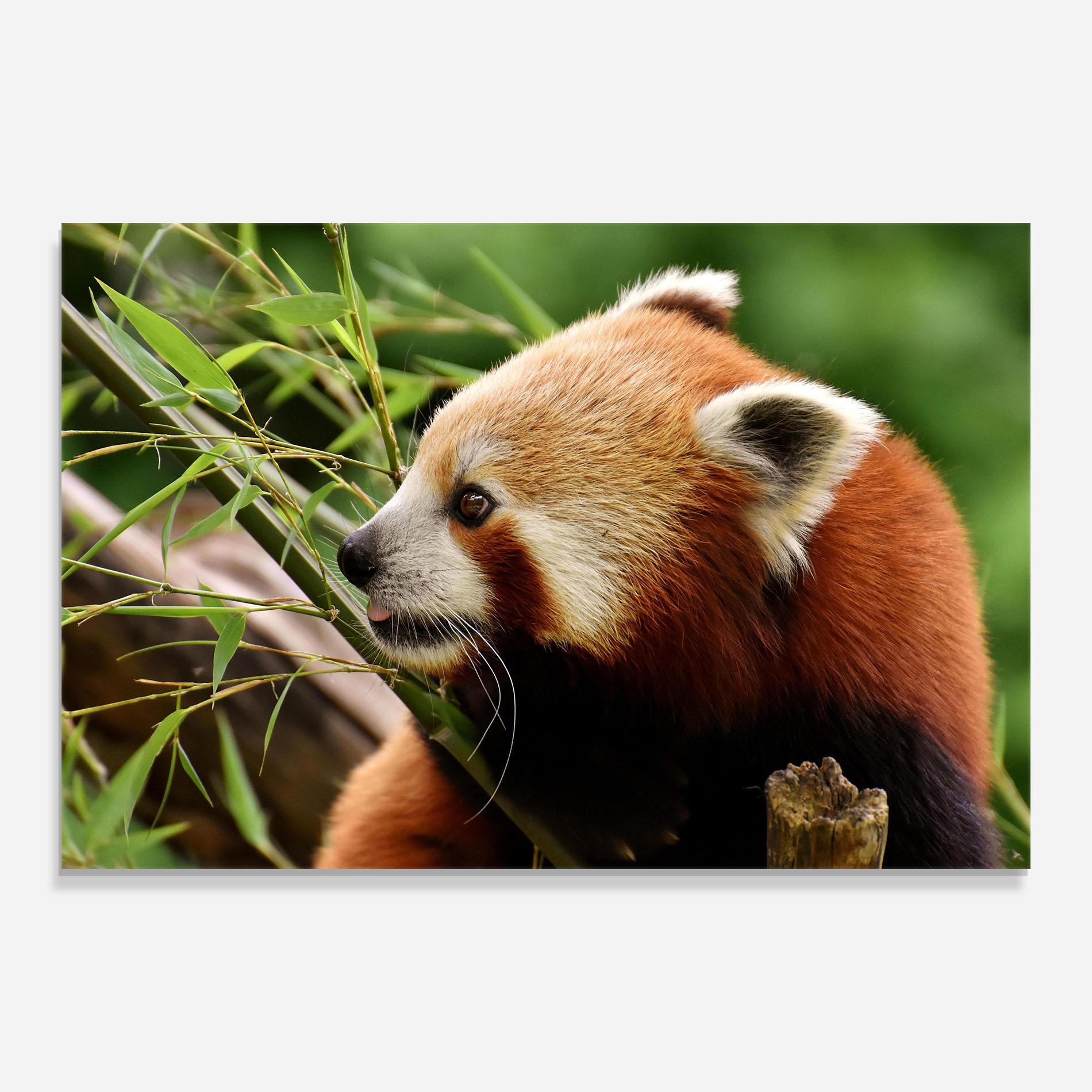 Tablou Sticla Cute Red Panda mockup 0