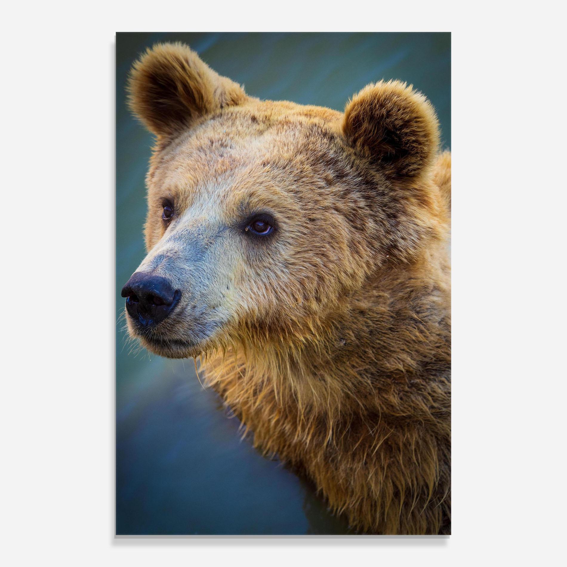 Tablou Sticla Bear Head mockup 0