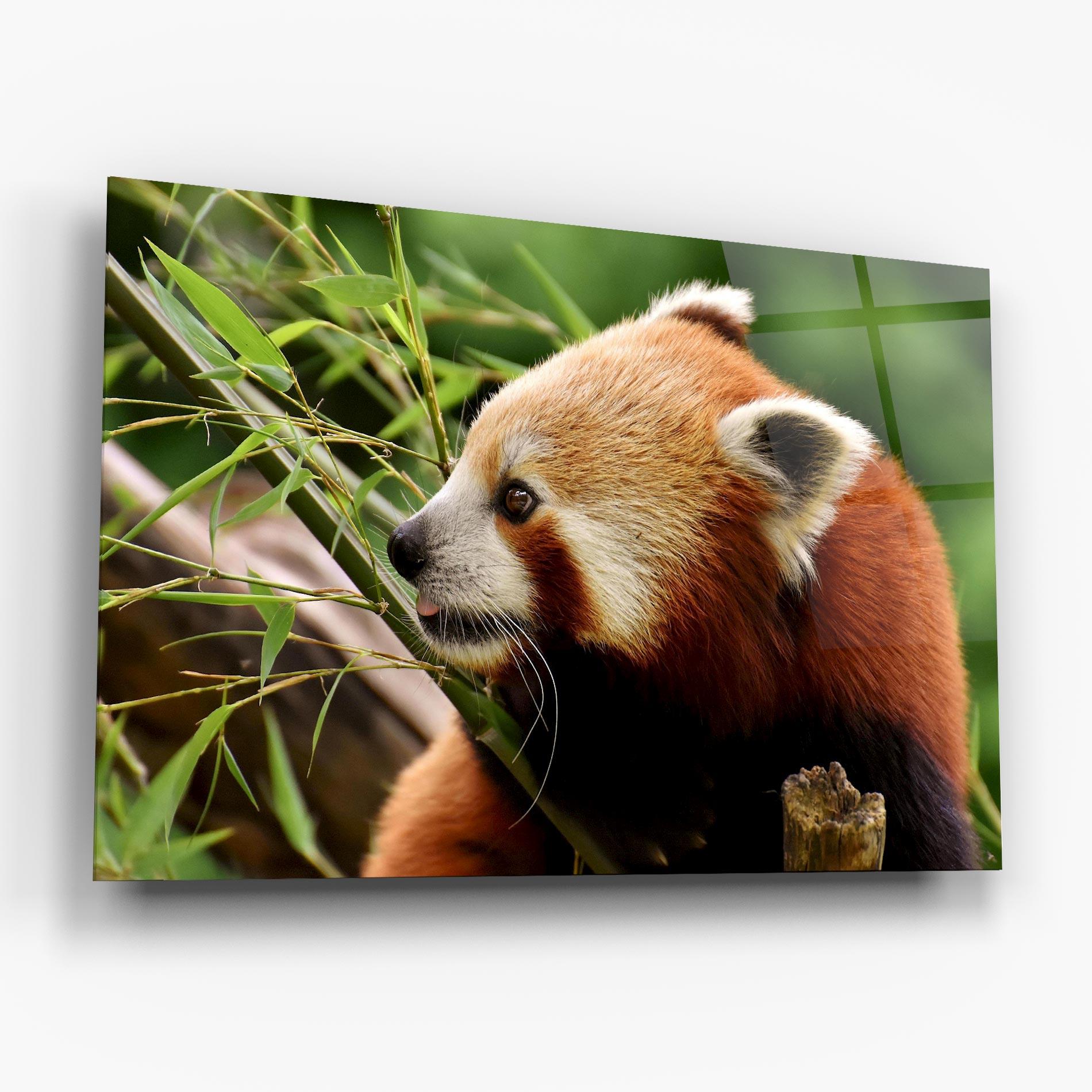 Tablou Sticla Cute Red Panda mockup 6