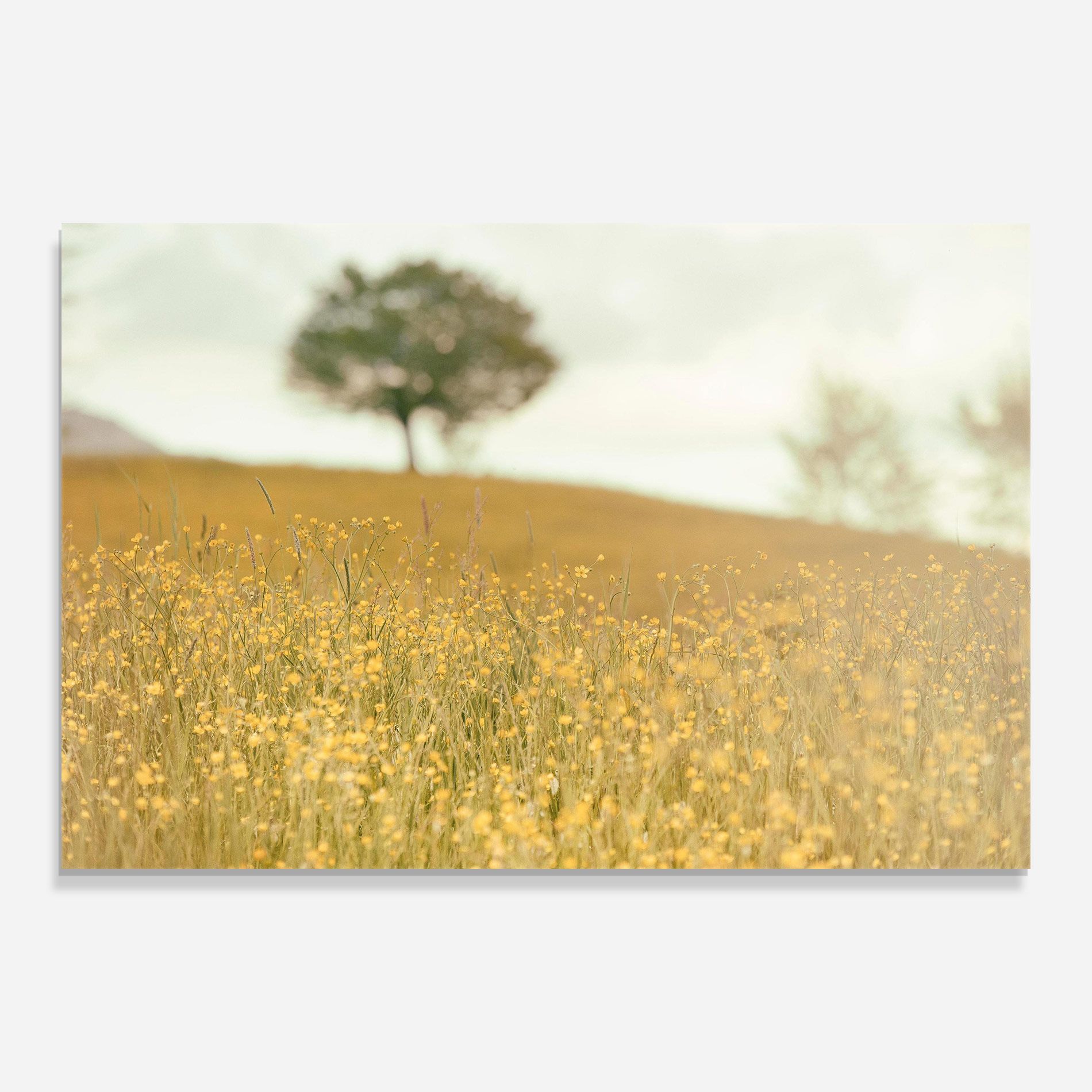 Cream Field Nature mockup 0