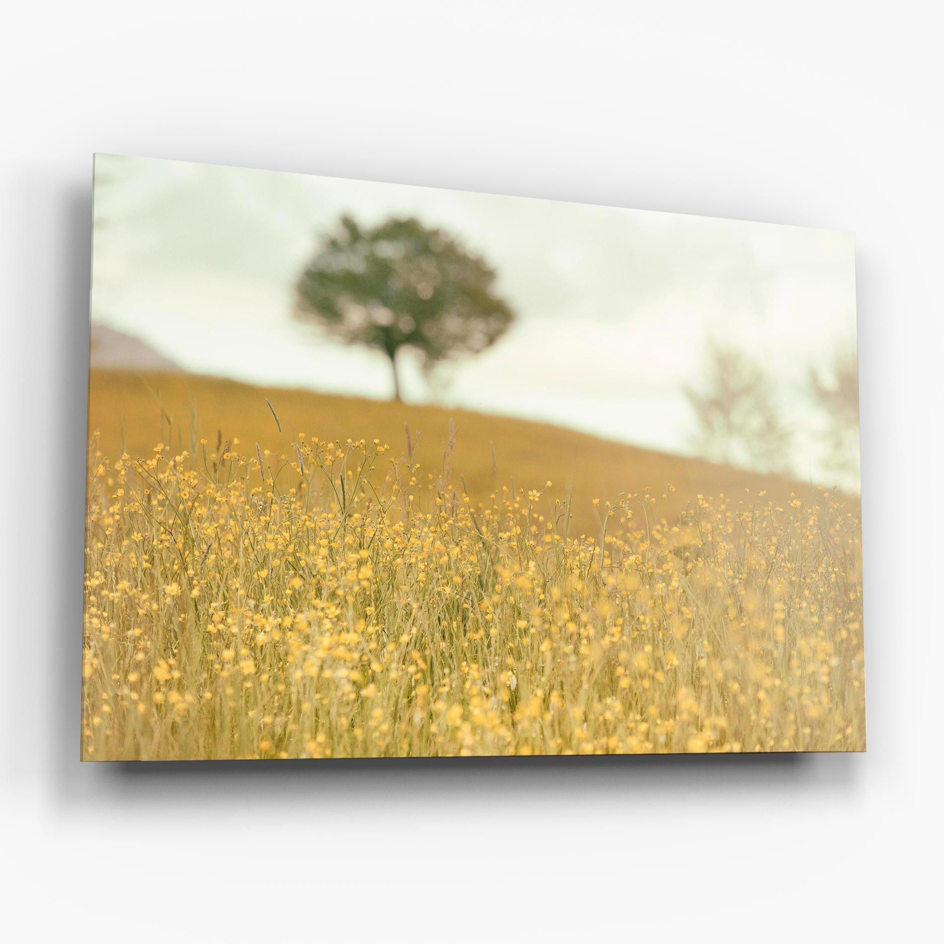 Cream Field Nature mockup 6