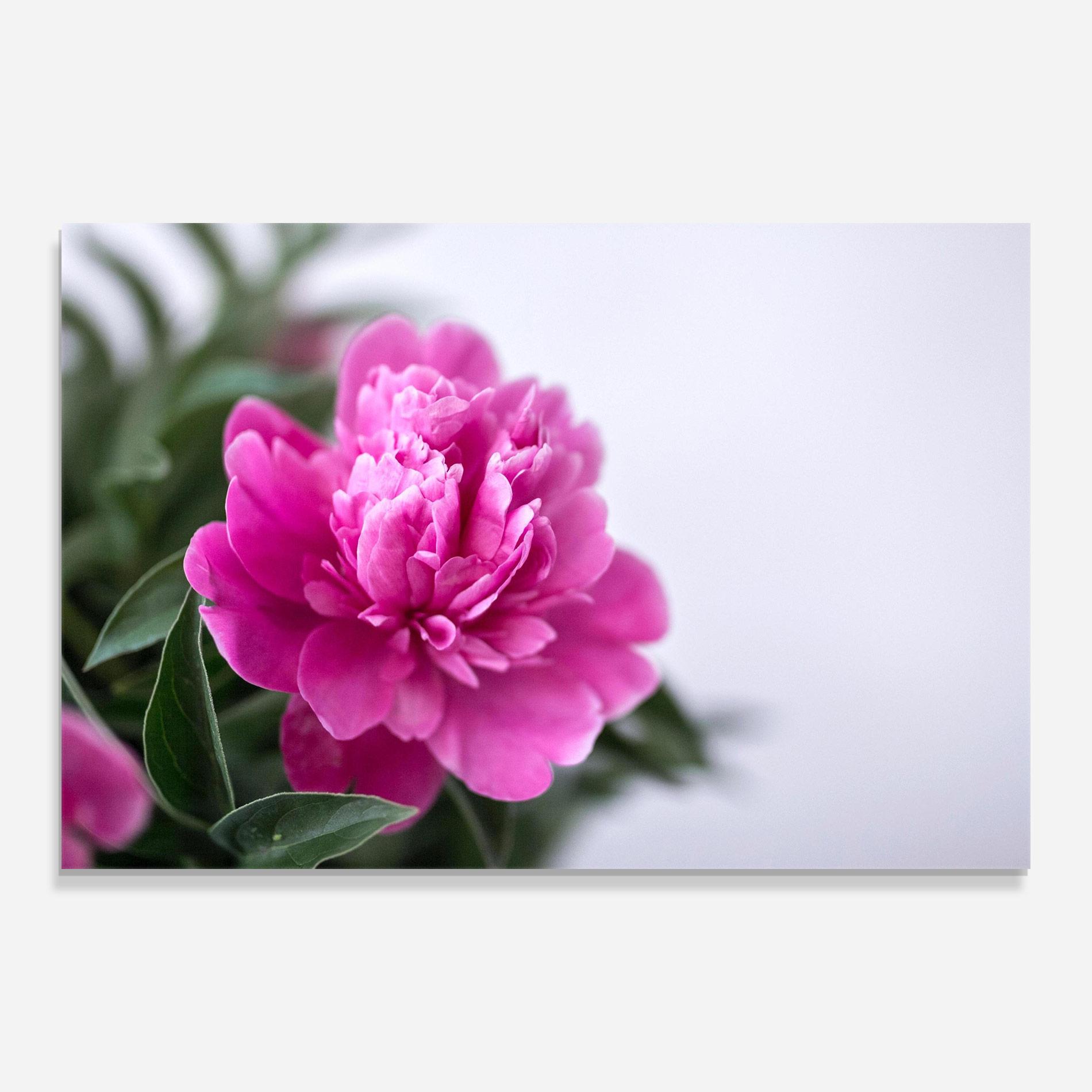 Tablou Sticla Dark Pink Peony mockup 0