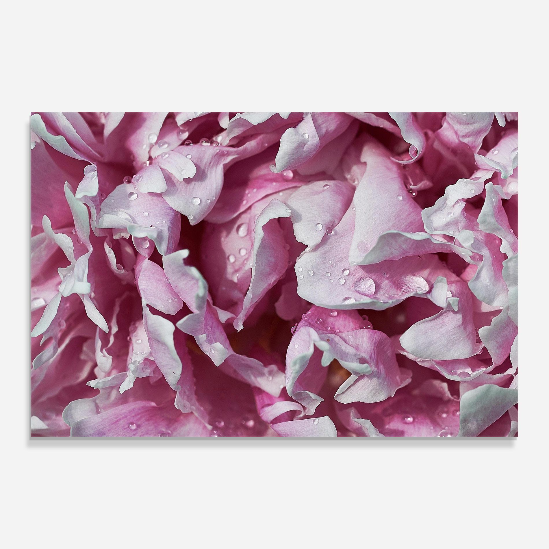 Peony Petals mockup 0