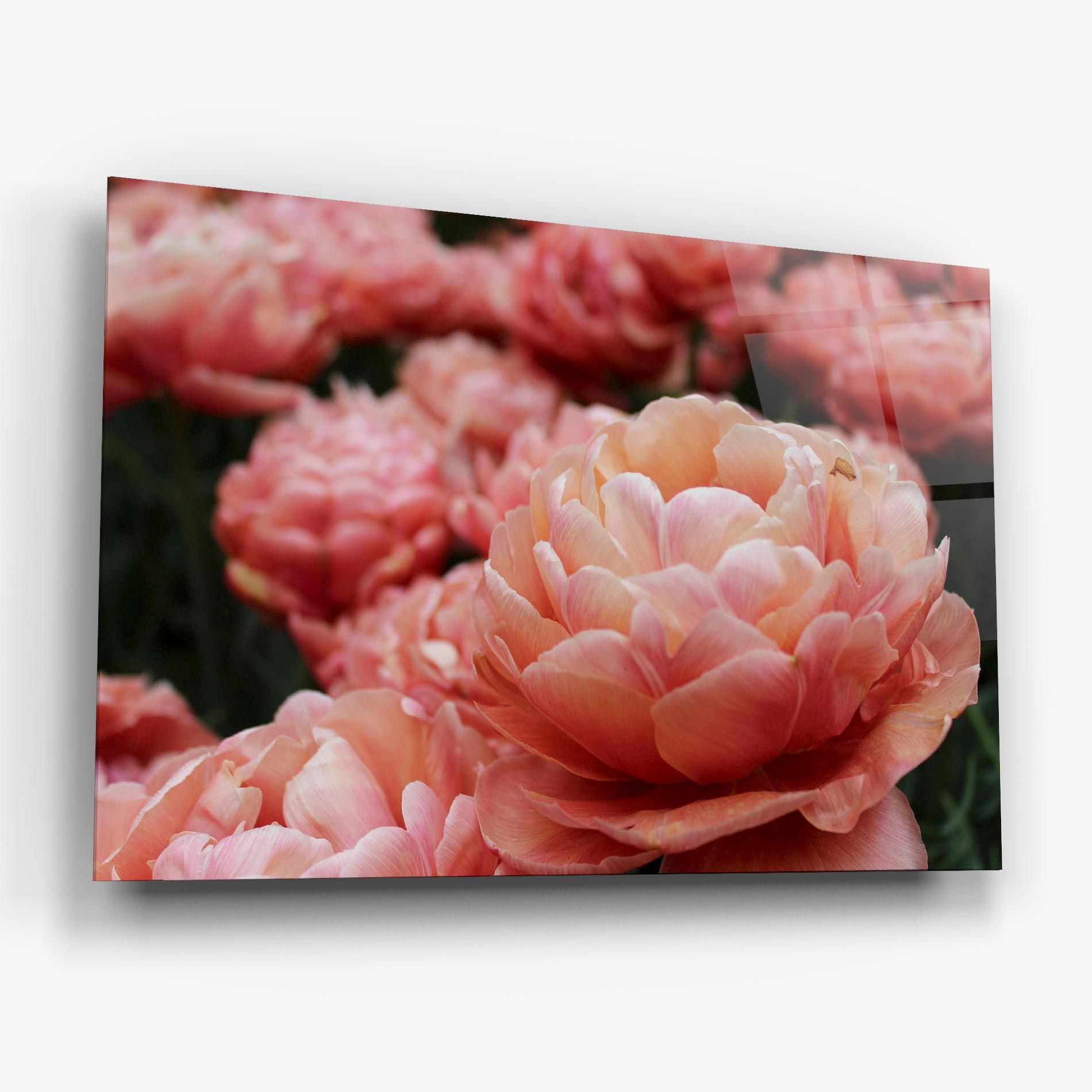 Light Orange Peony mockup 6