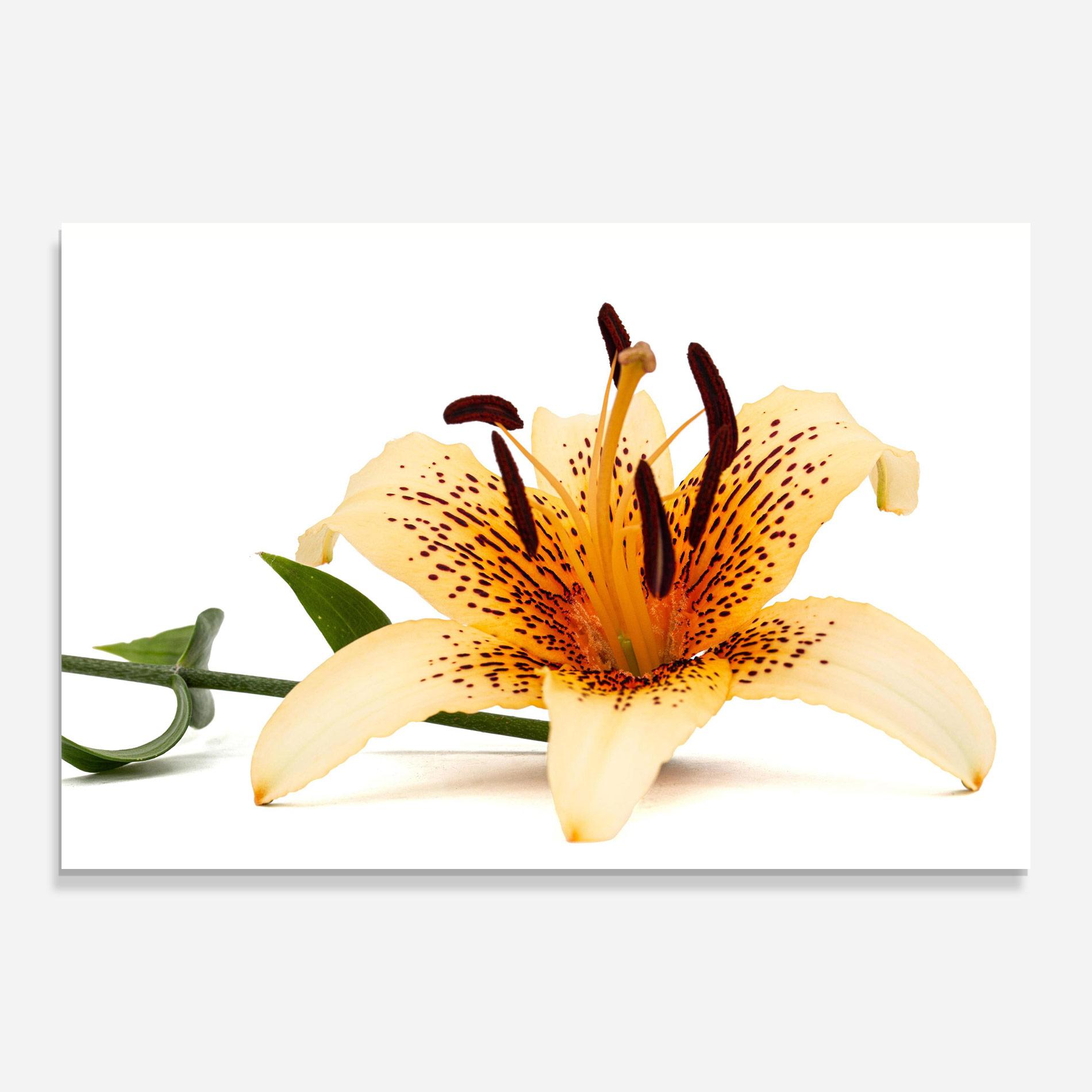 Tablou Sticla Big Yellow Lily mockup 0