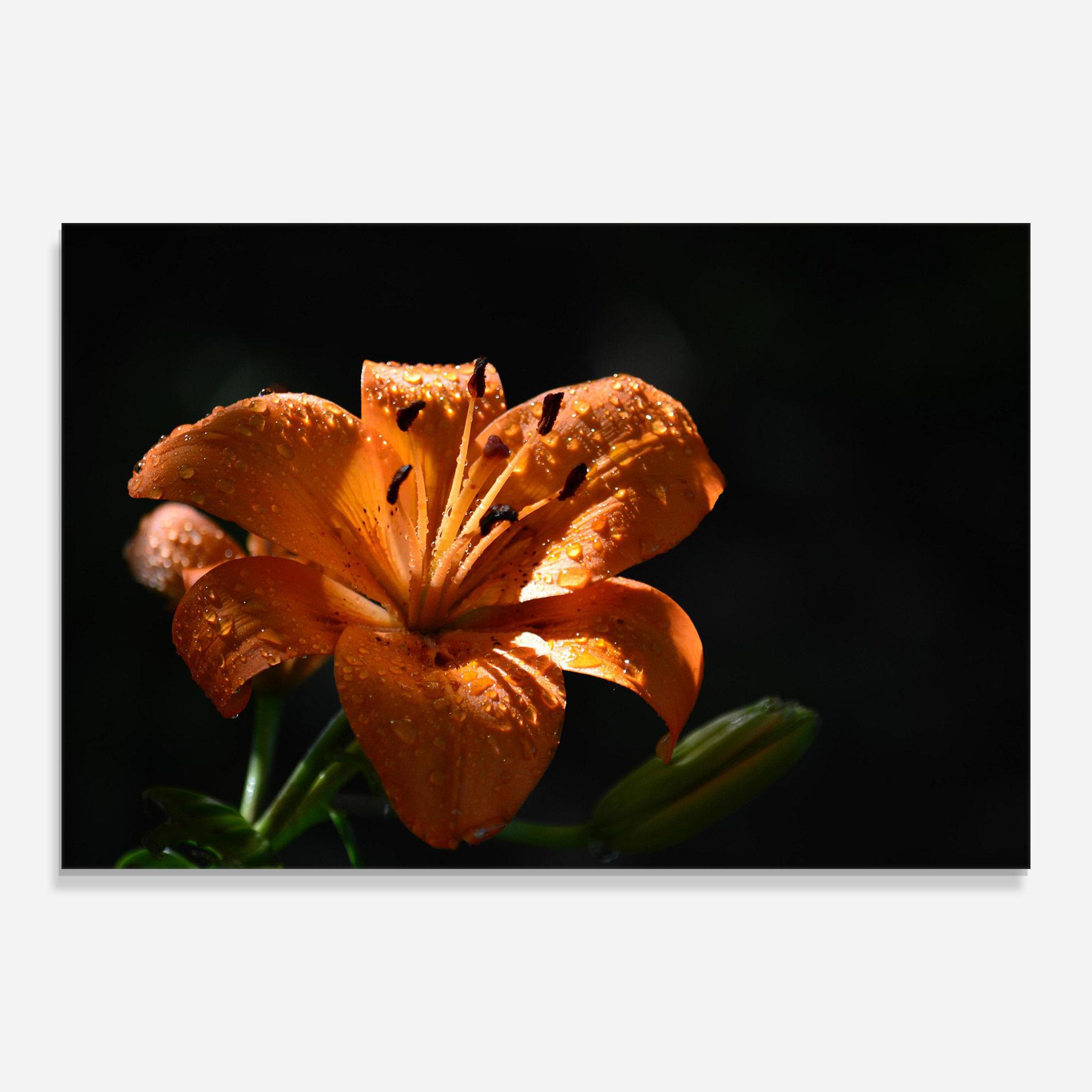 Tablou Sticla Open Orange Lily On Black mockup 0
