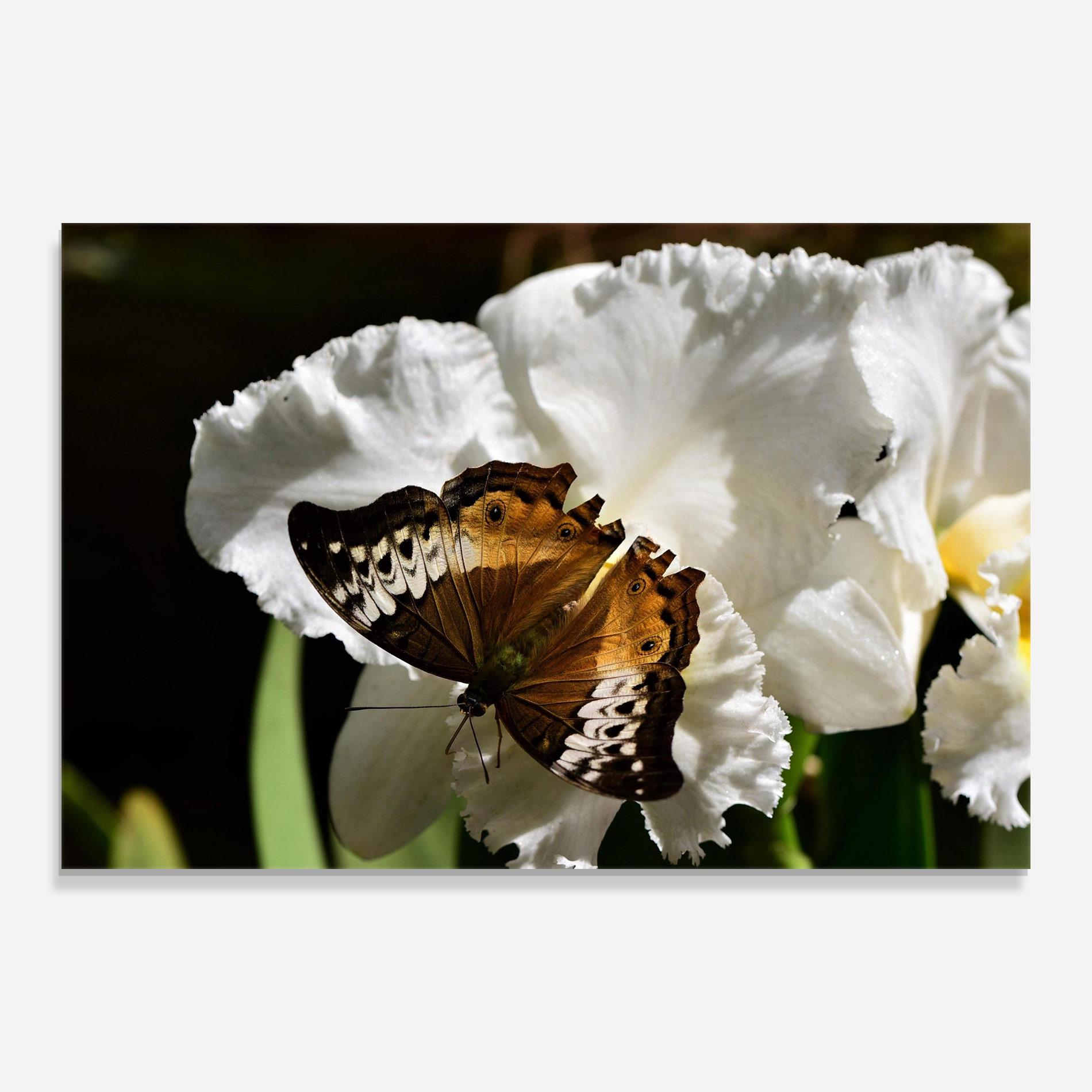 Tablou Sticla Butterfly Exotic Plant mockup 0