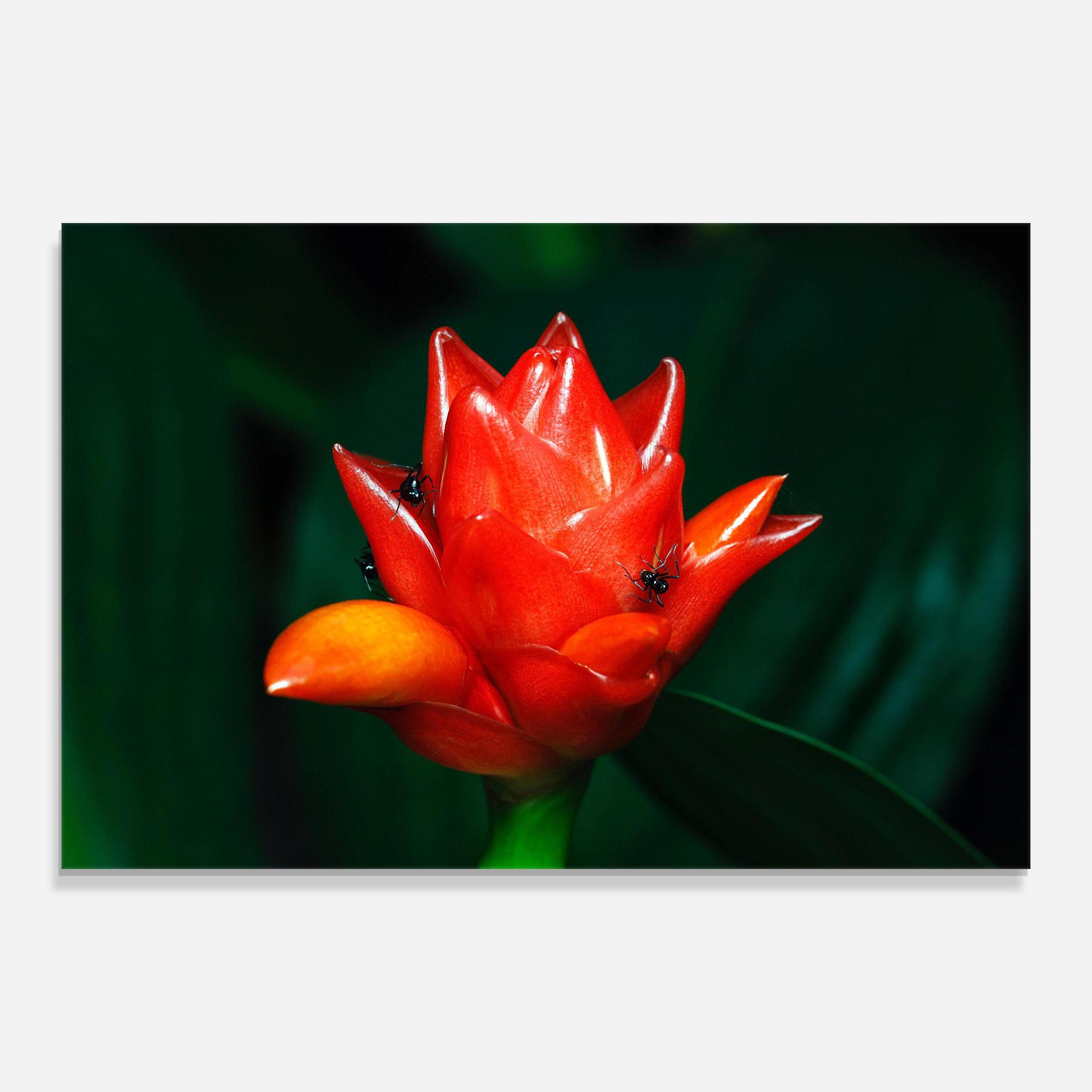 Tablou Sticla Cool Orange Exotic mockup 0